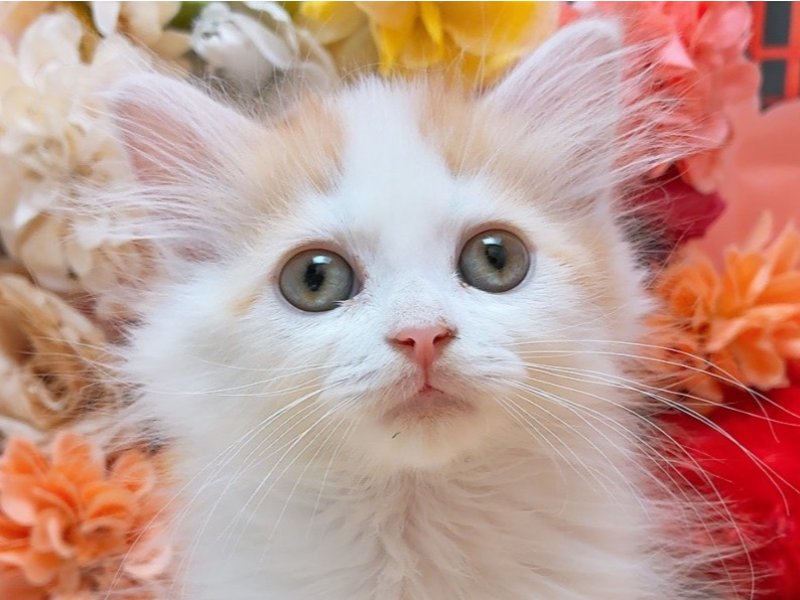 愛知県のマンチカン (ペッツワン豊田四郷店/2025年11月27日生まれ/男の子/レッドタビーホワイト)の子猫の1枚目の画像