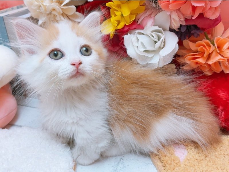 愛知県のマンチカン (ペッツワン豊田四郷店/2025年11月27日生まれ/男の子/レッドタビーホワイト)の子猫の2枚目の画像