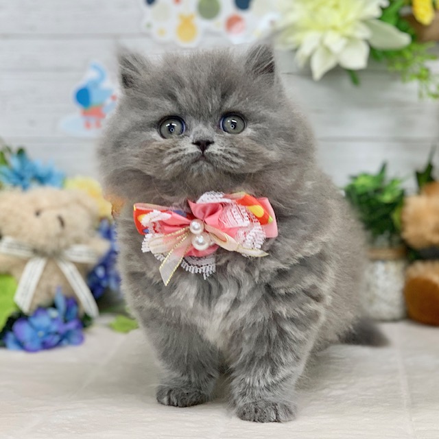 兵庫県のブリティッシュロングヘアー (ペッツワン神戸ひよどり台店/2025年12月10日生まれ/女の子/ブルー)の子猫