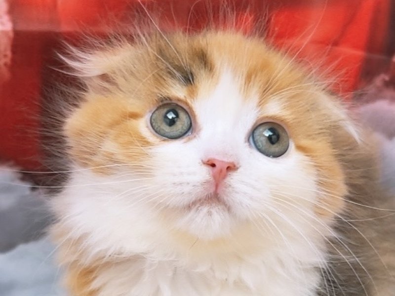 沖縄県のスコティッシュフォールド (ペッツワンFCあがり浜店/2025年10月25日生まれ/女の子/ブラウンパッチドタビーホワイト)の子猫