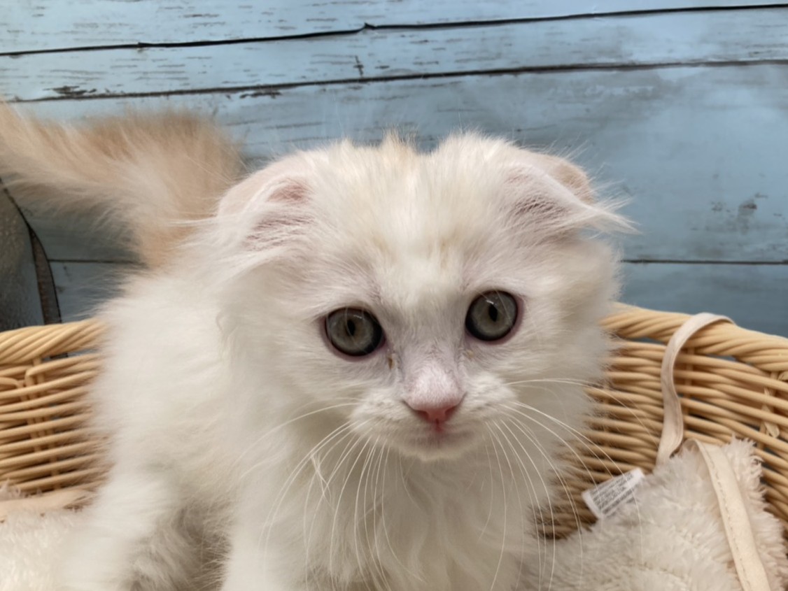 静岡県のスコティッシュフォールド (ペッツワン藤枝店/2025年12月14日生まれ/男の子/レッドタビーホワイト)の子猫