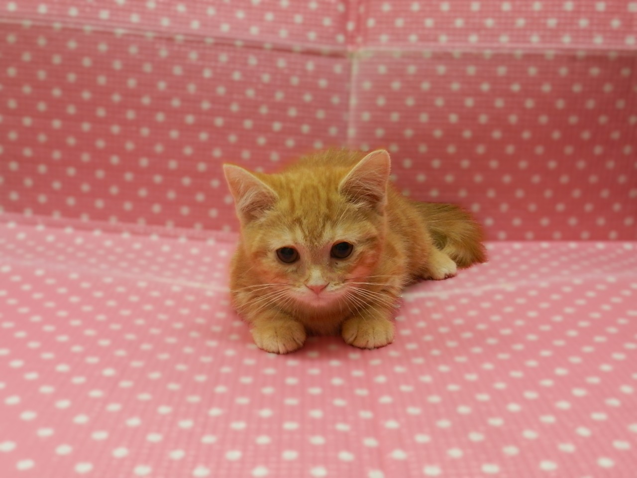 静岡県のスコティッシュフォールド (ペッツワン御殿場店/2025年11月22日生まれ/女の子/レッドタビーホワイト)の子猫