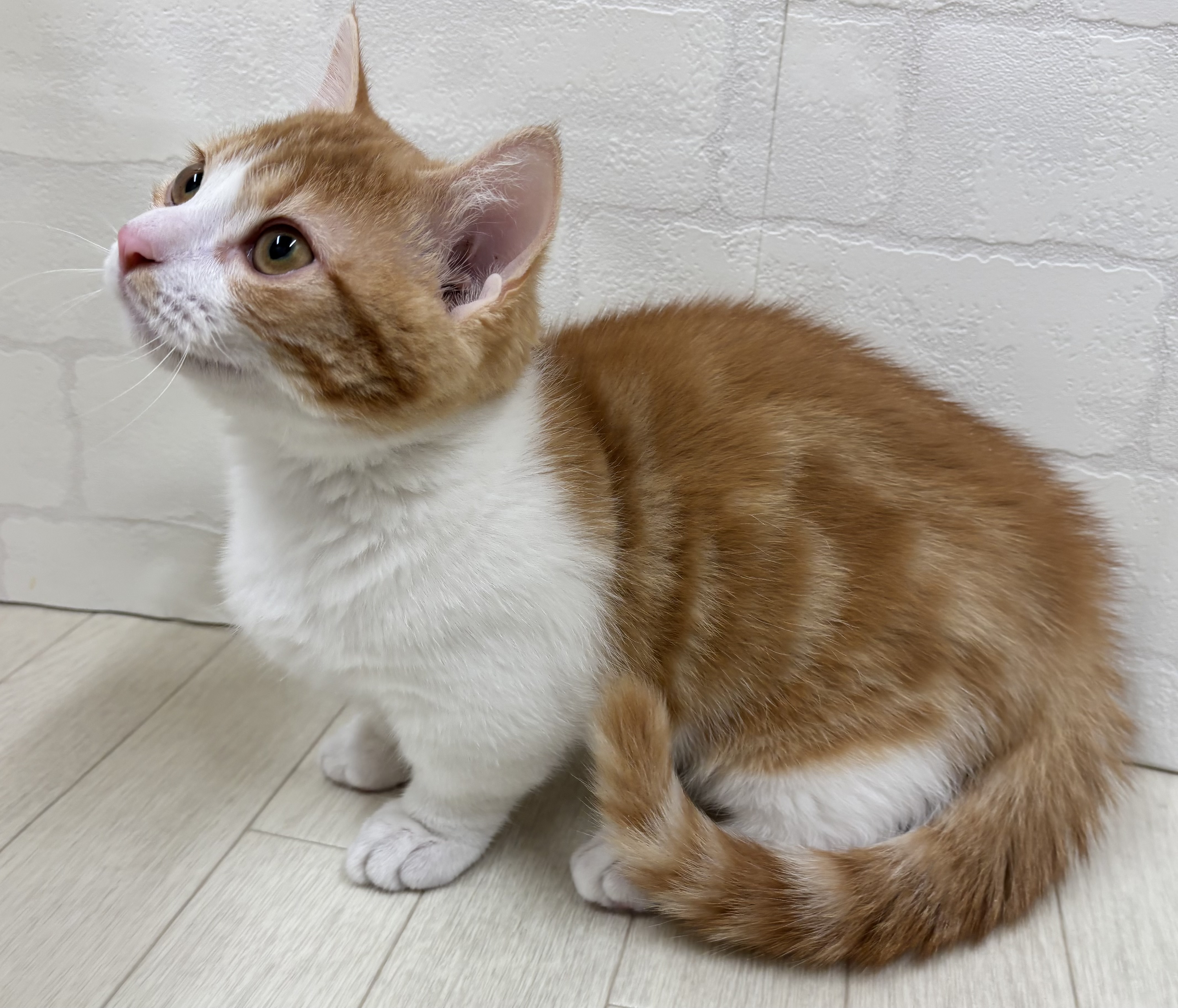 埼玉県のマンチカン (ペッツワン大利根店/2025年9月15日生まれ/男の子/レッドタビーホワイト)の子猫の3枚目の画像