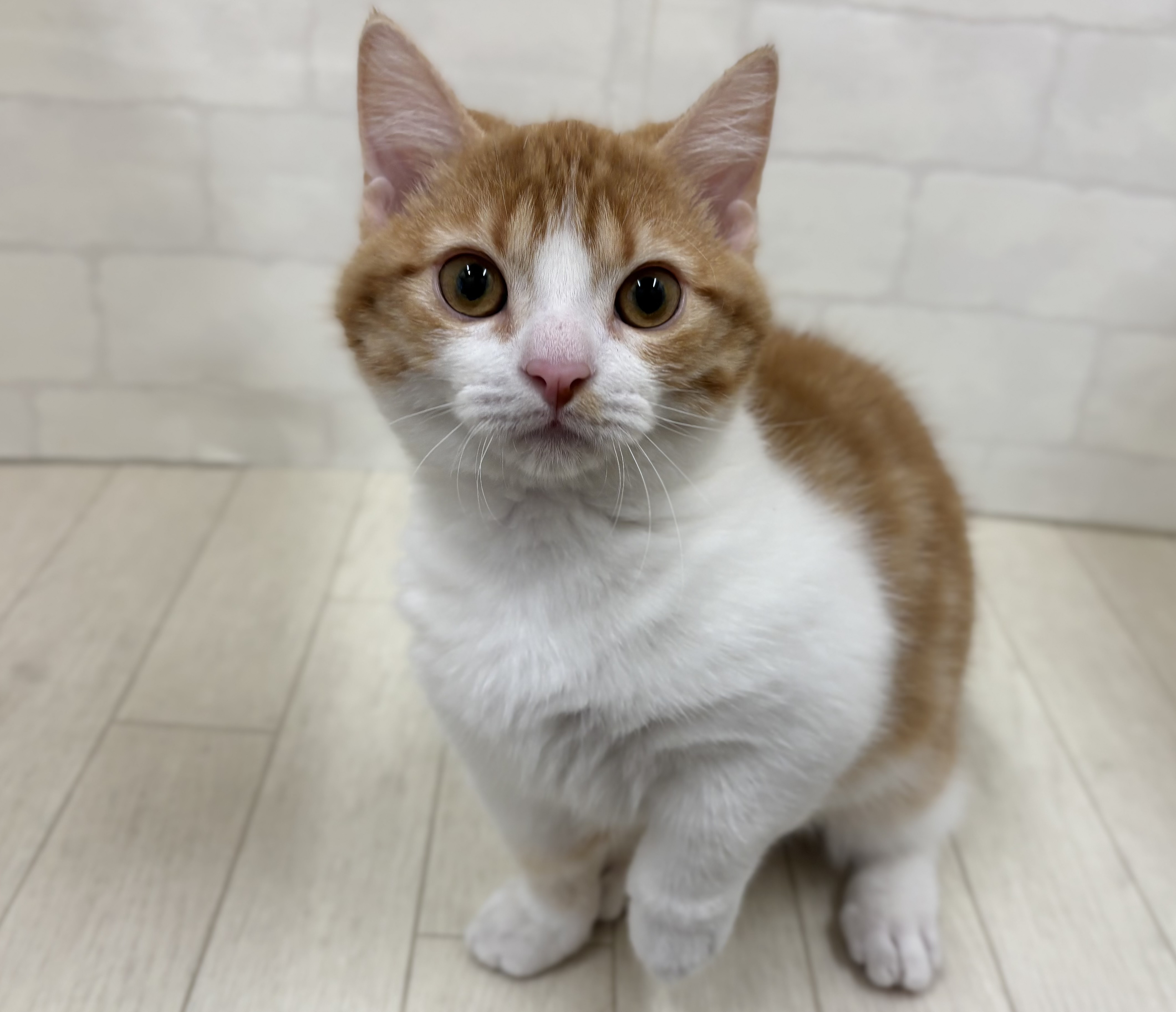 埼玉県のマンチカン (ペッツワン大利根店/2025年9月15日生まれ/男の子/レッドタビーホワイト)の子猫の1枚目の画像