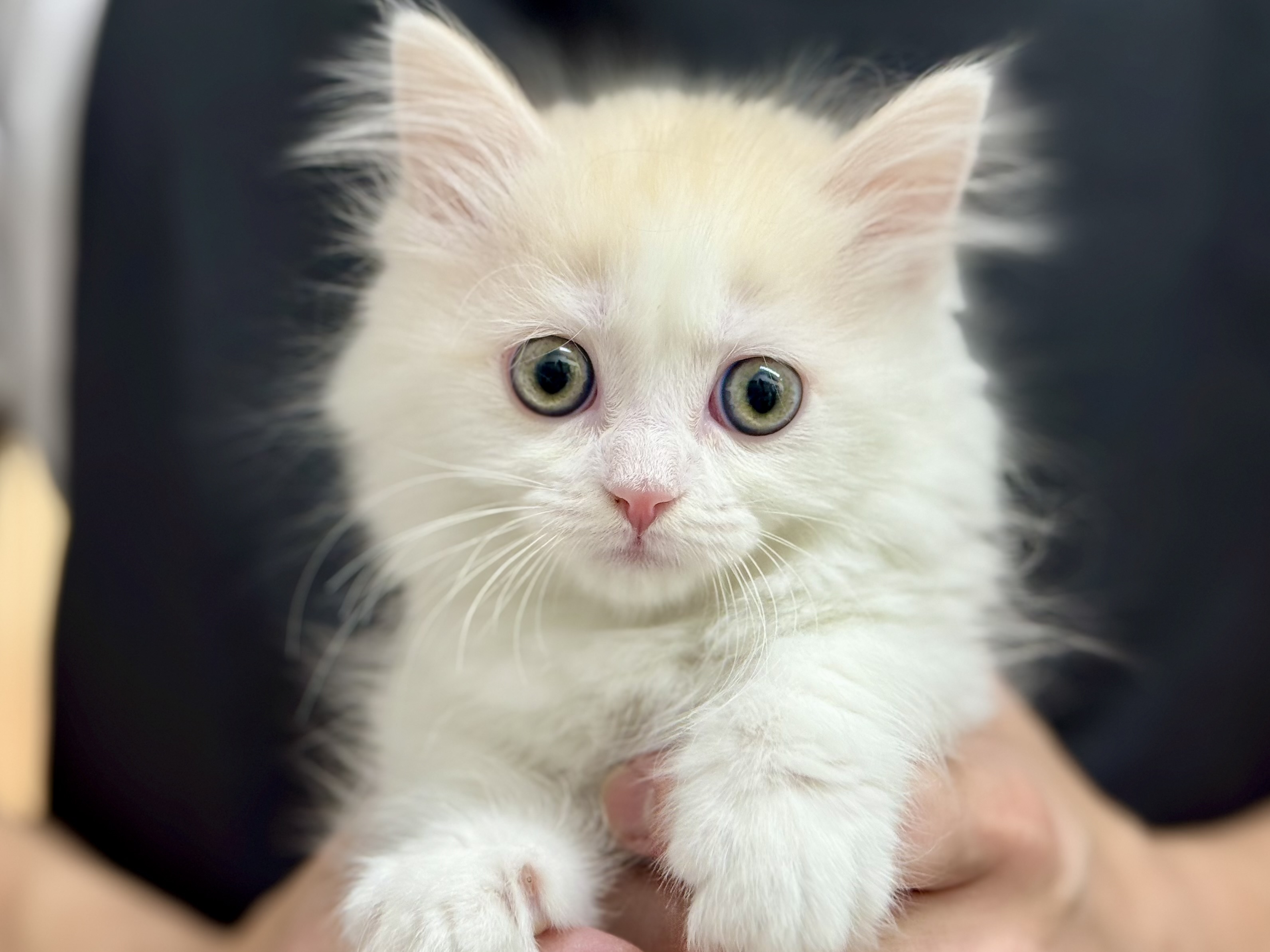 愛知県のミヌエット (ペッツワン名古屋堀田店/2025年12月4日生まれ/女の子/クリームタビーホワイト)の子猫