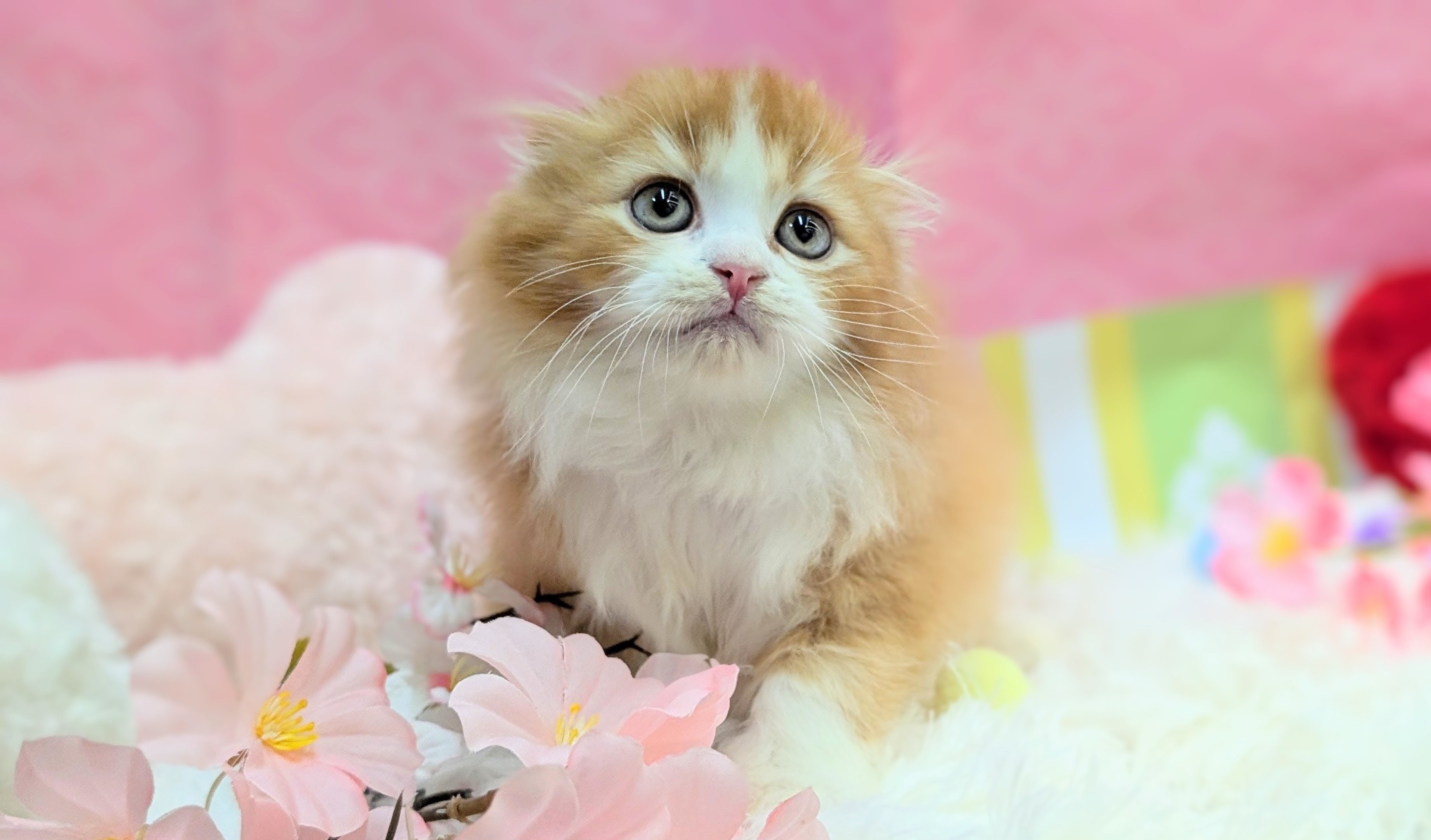 兵庫県のスコティッシュフォールド (ペッツワン神戸西神南店/2025年12月15日生まれ/男の子/レッドタビーホワイト)の子猫の2枚目の画像