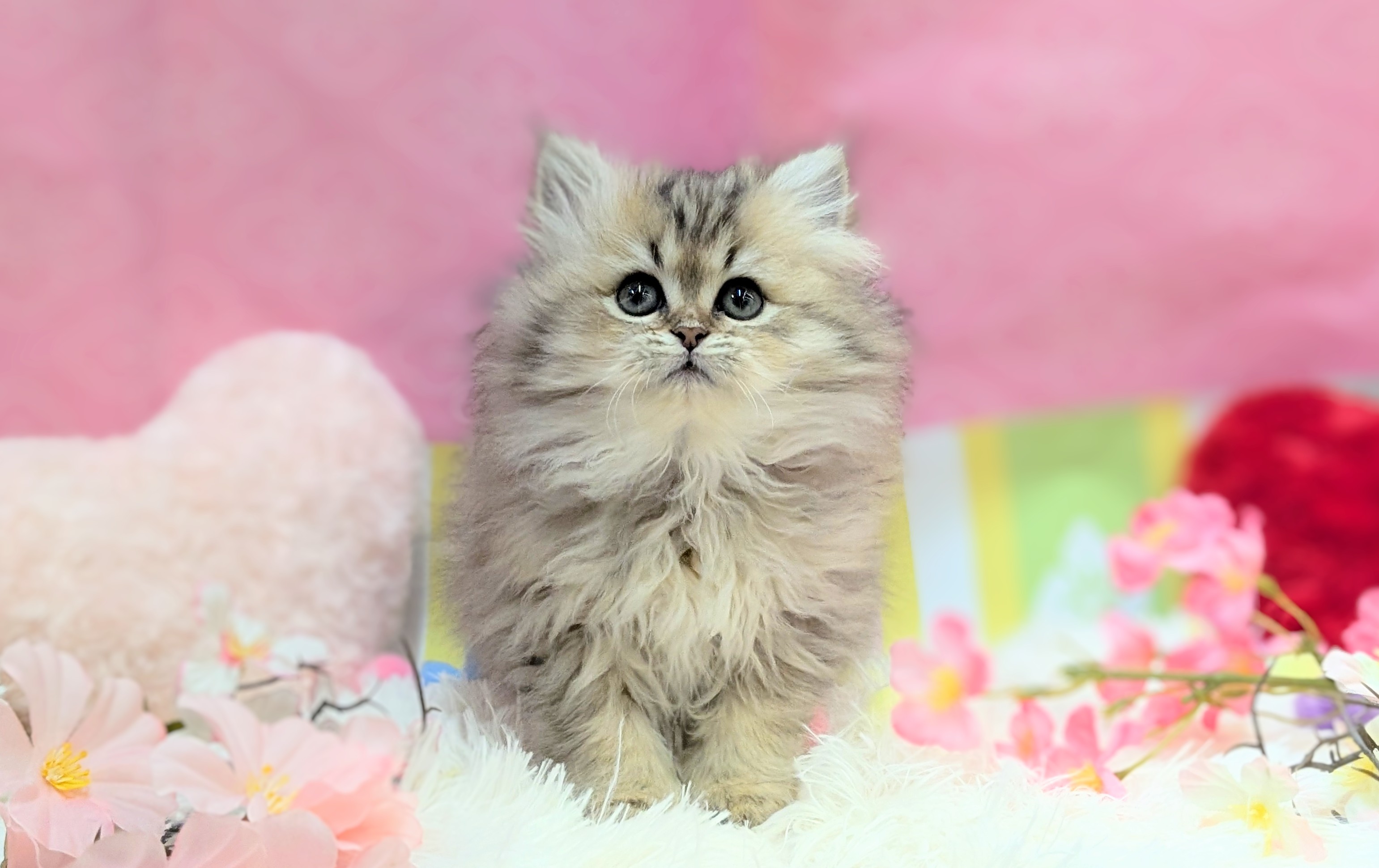 兵庫県のペルシャ (ペッツワン神戸西神南店/2025年12月13日生まれ/女の子/チンチラゴールデン)の子猫の1枚目の画像