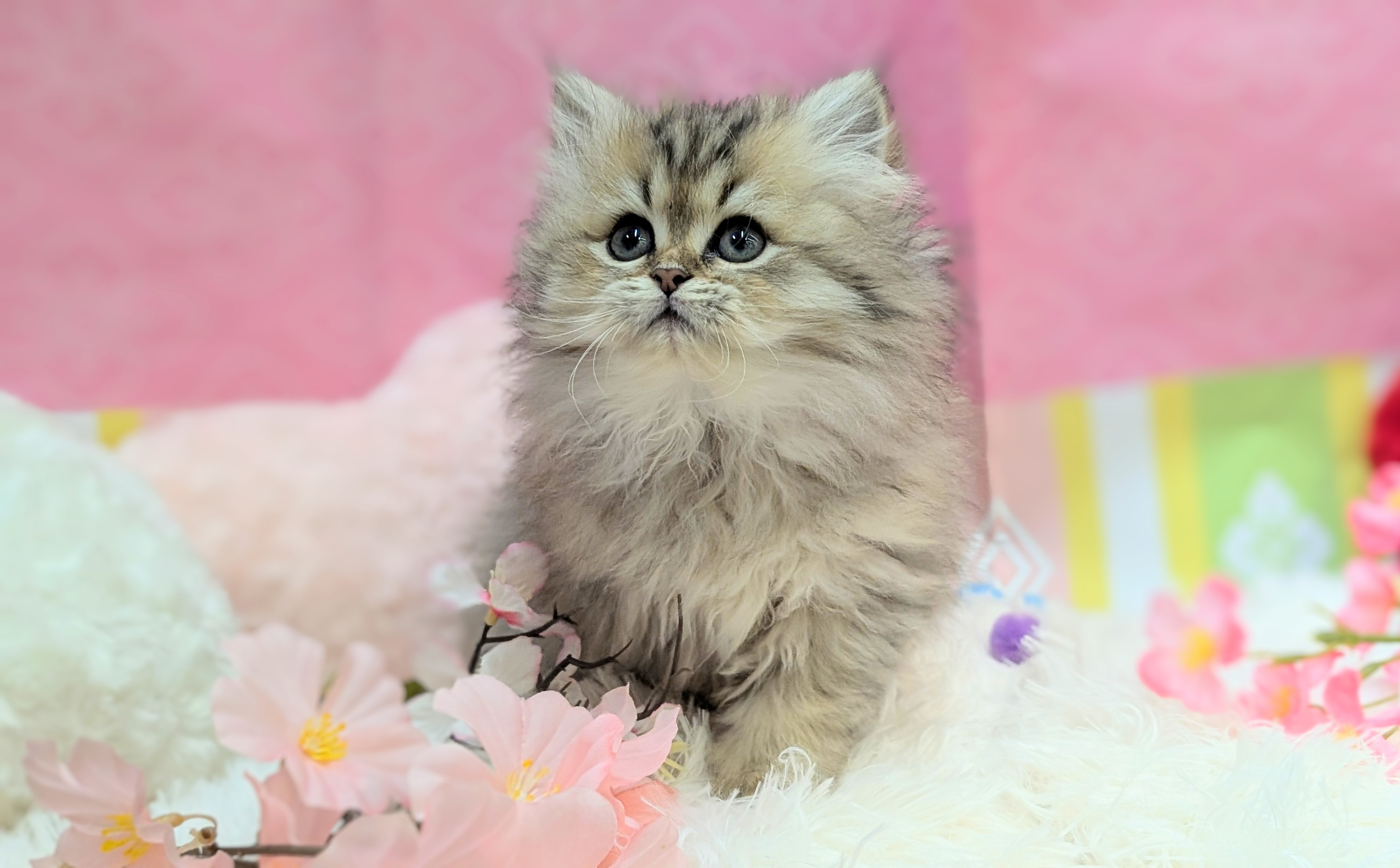 兵庫県のペルシャ (ペッツワン神戸西神南店/2025年12月13日生まれ/女の子/チンチラゴールデン)の子猫の3枚目の画像