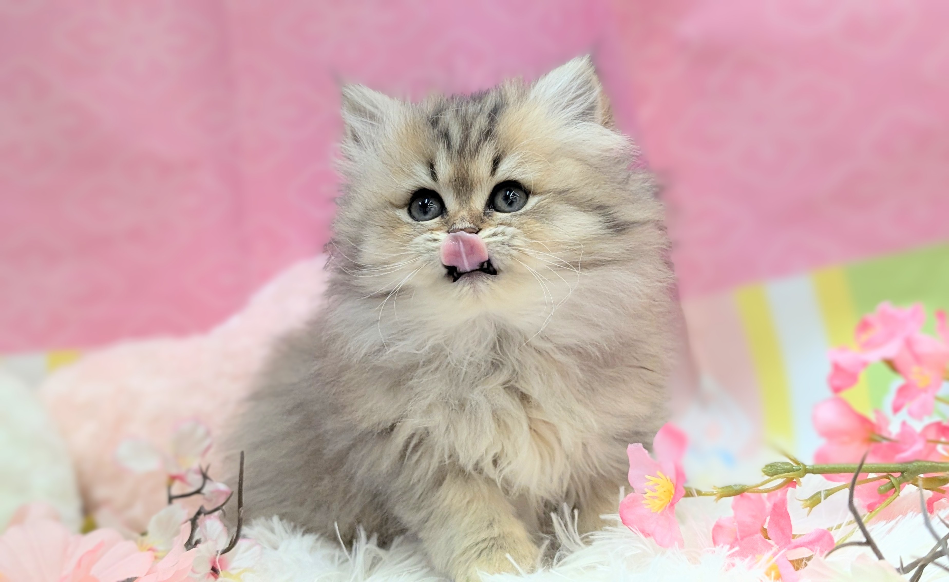 兵庫県のペルシャ (ペッツワン神戸西神南店/2025年12月13日生まれ/女の子/チンチラゴールデン)の子猫の2枚目の画像