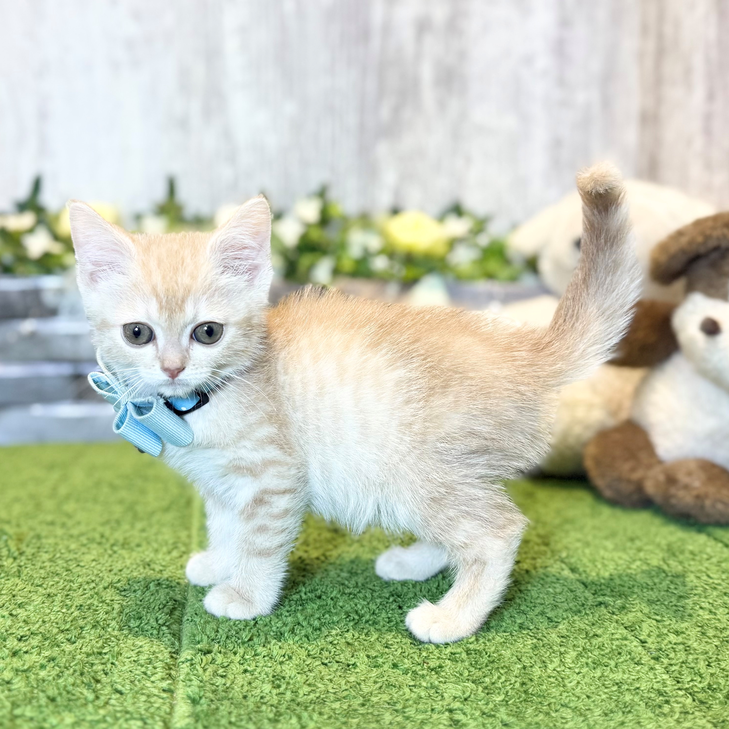 兵庫県のマンチカン (ペッツワン姫路大津店/2025年12月16日生まれ/男の子/クリームタビー)の子猫の2枚目の画像