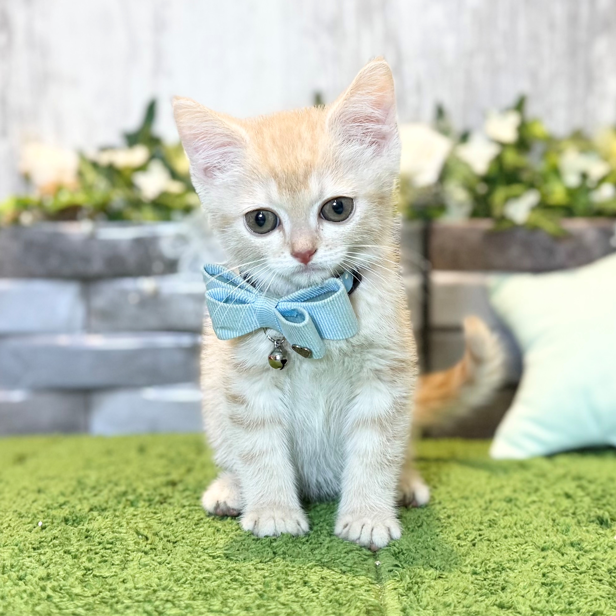 兵庫県のマンチカン (ペッツワン姫路大津店/2025年12月16日生まれ/男の子/クリームタビー)の子猫の1枚目の画像