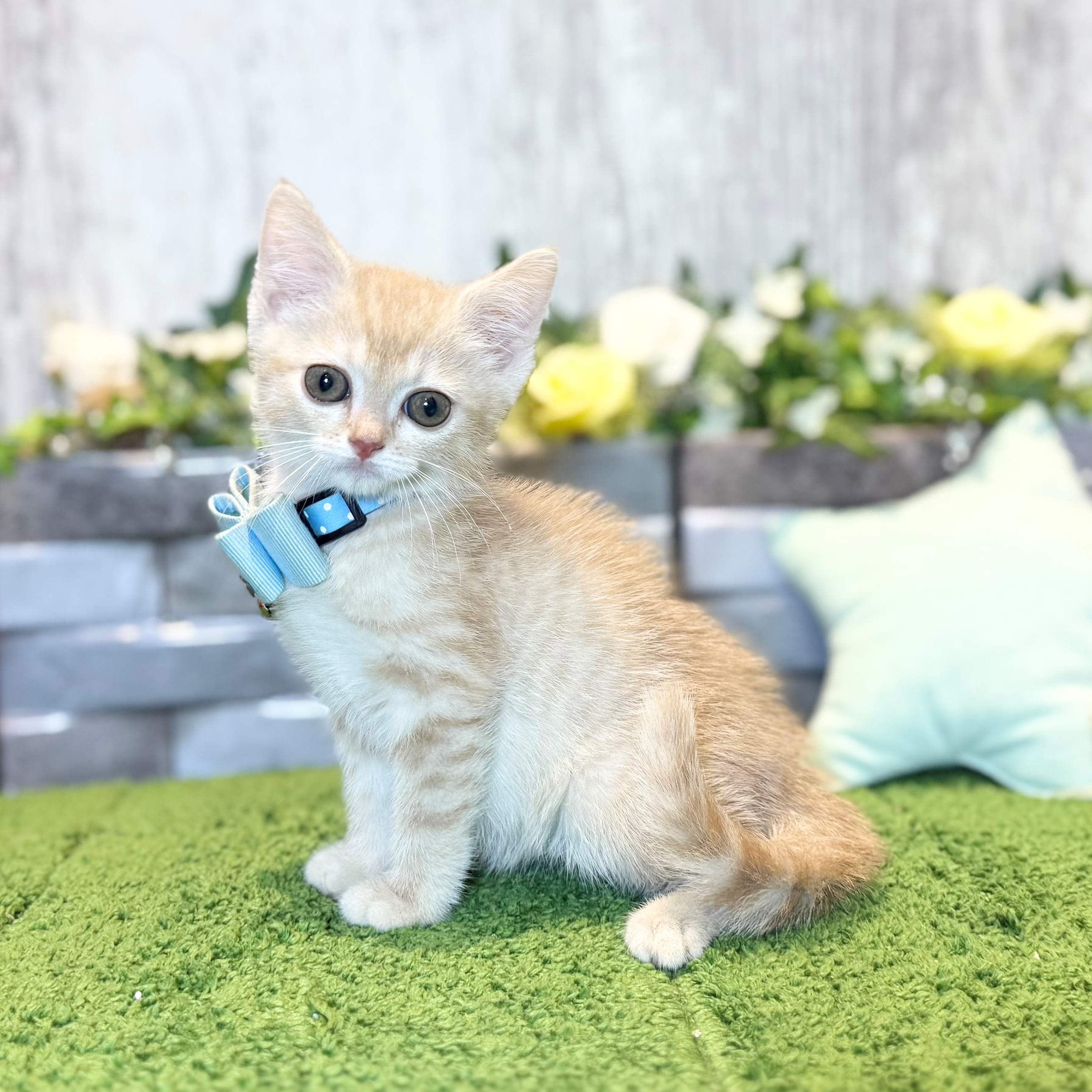 兵庫県のマンチカン (ペッツワン姫路大津店/2025年12月16日生まれ/男の子/クリームタビー)の子猫の3枚目の画像