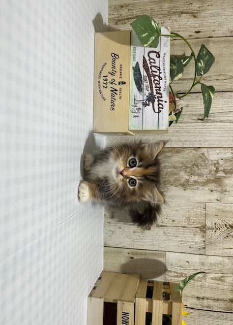 静岡県のミヌエット (ペッツワン浜松都田テクノ店/2025年12月6日生まれ/女の子/トーティーシェル)の子猫