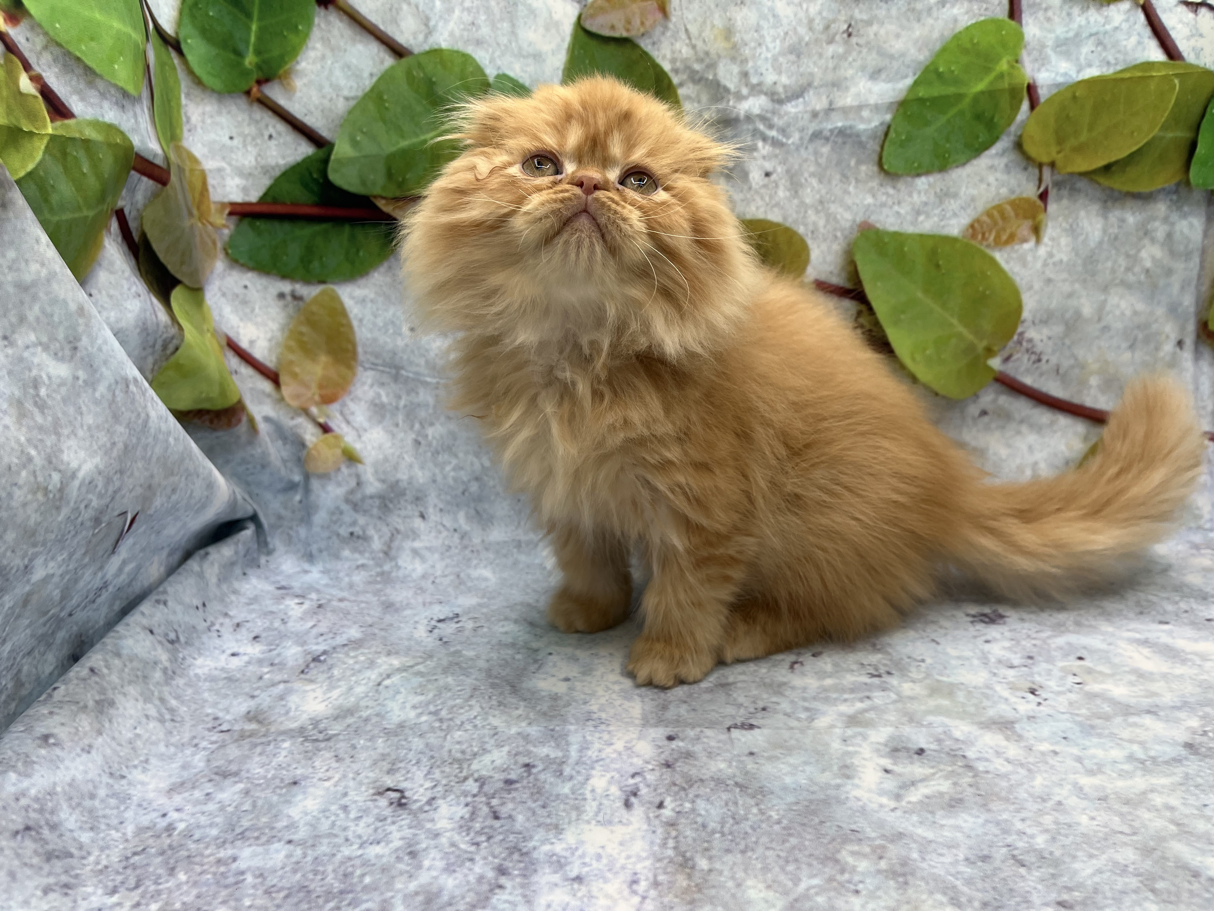 埼玉県のスコティッシュフォールド (ペッツワン北本店/2025年12月8日生まれ/男の子/レッド)の子猫の2枚目の画像