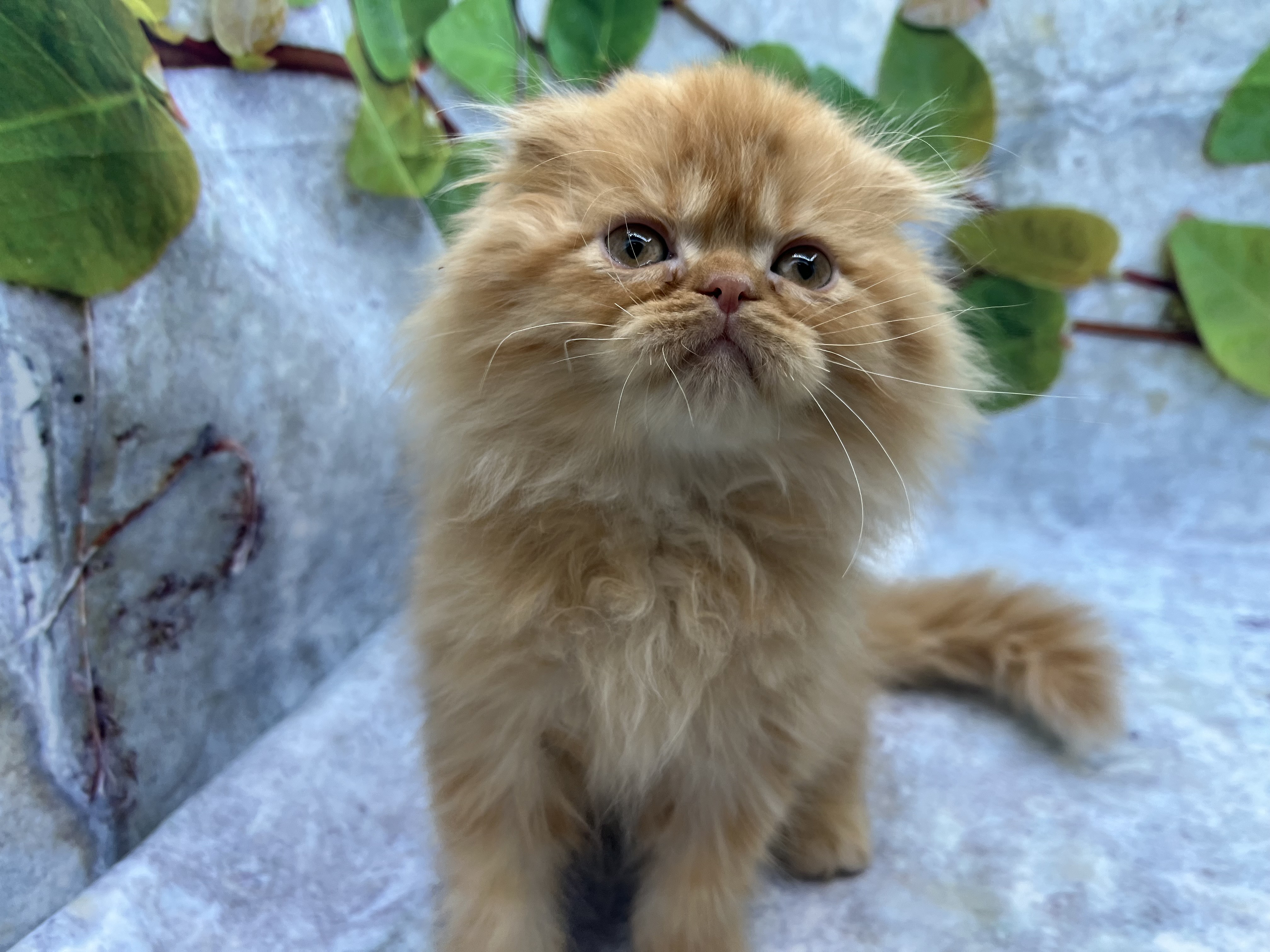 埼玉県のスコティッシュフォールド (ペッツワン北本店/2025年12月8日生まれ/男の子/レッド)の子猫の1枚目の画像