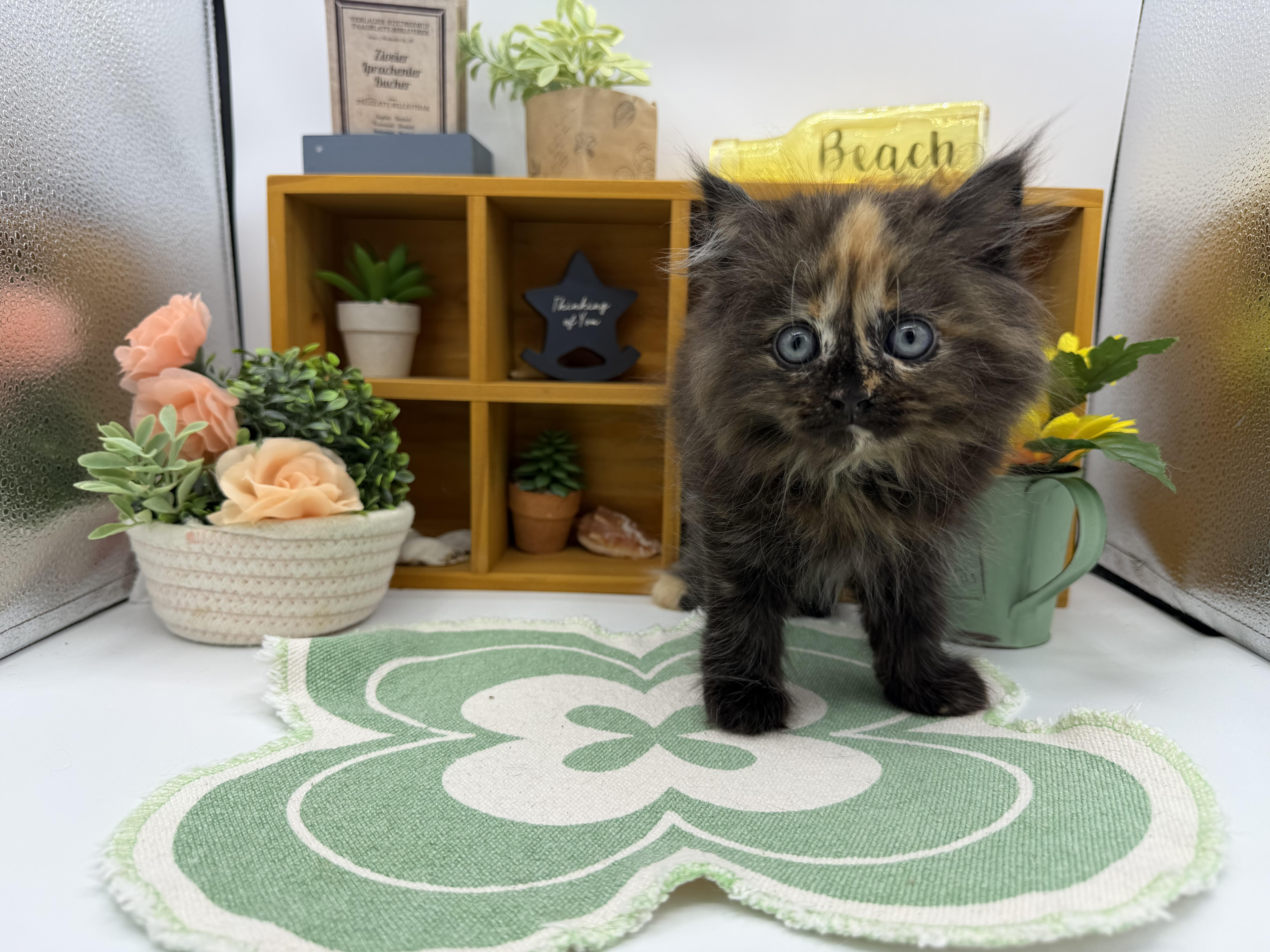 静岡県のサイベリアン (ペッツワン清水店/2025年12月19日生まれ/女の子/ブラウン)の子猫の1枚目の画像