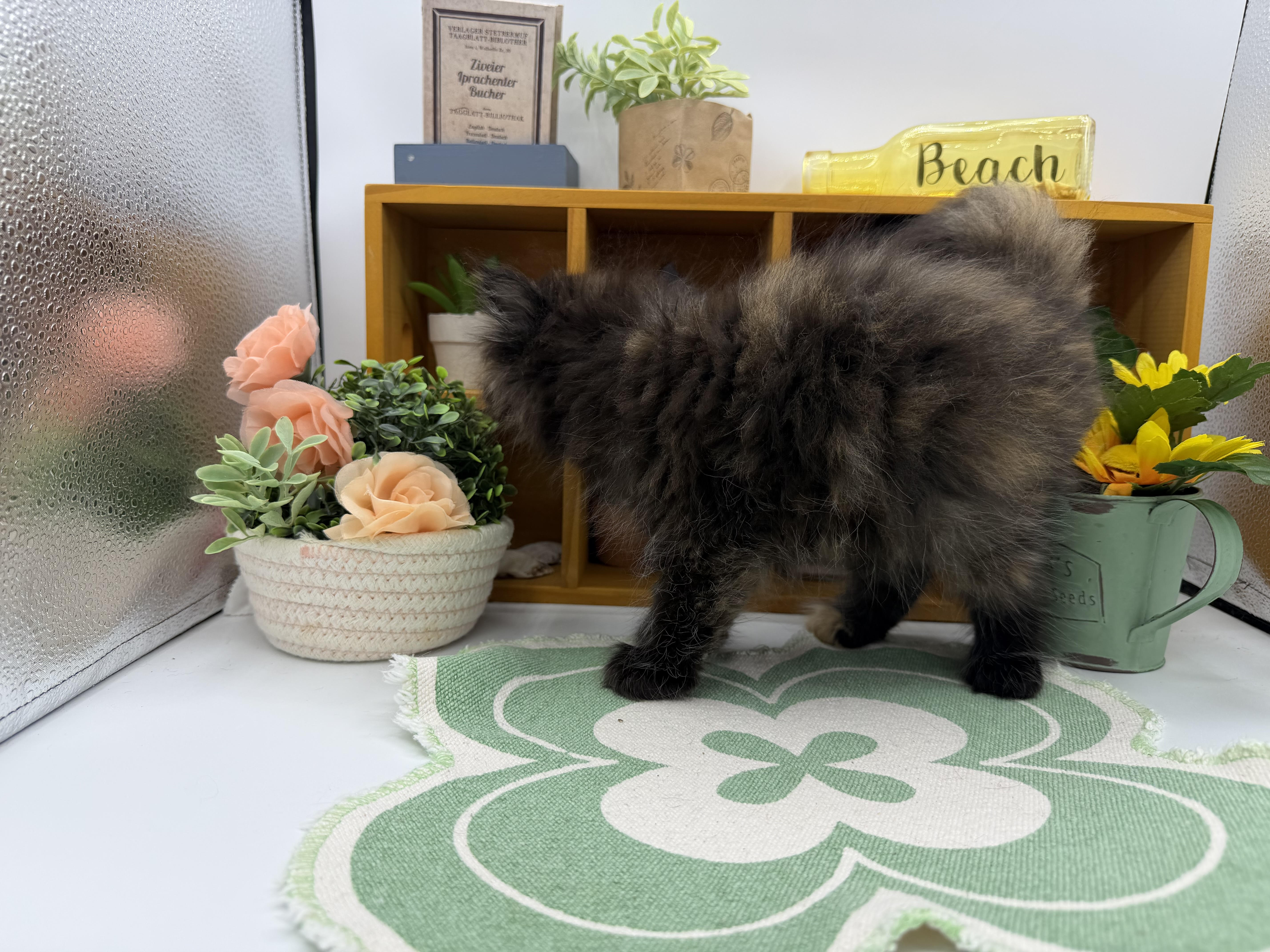 静岡県のサイベリアン (ペッツワン清水店/2025年12月19日生まれ/女の子/ブラウン)の子猫の3枚目の画像