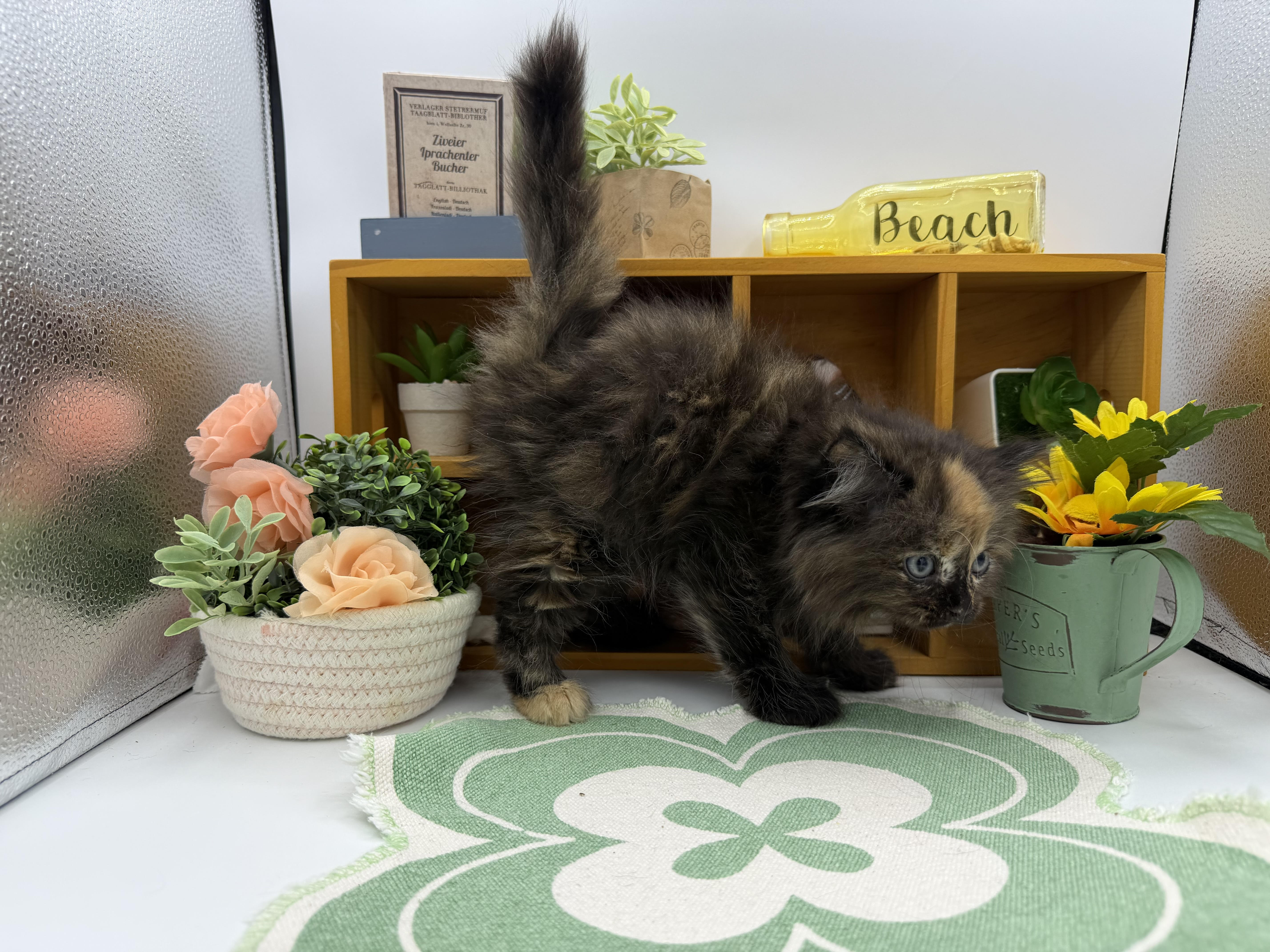 静岡県のサイベリアン (ペッツワン清水店/2025年12月19日生まれ/女の子/ブラウン)の子猫の2枚目の画像