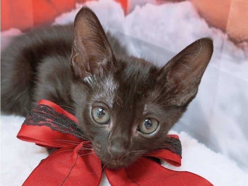 沖縄県のオリエンタルショートヘアー (ペッツワンFCあがり浜店/2025年10月18日生まれ/男の子/ブラック)の子猫