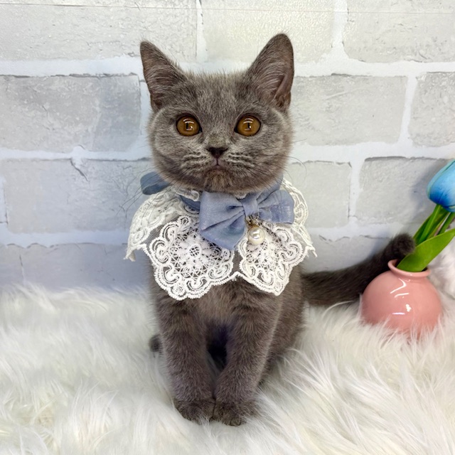 大阪府のブリティッシュショートヘアー (ペッツワン高槻店/2025年11月20日生まれ/男の子/ブルー)の子猫