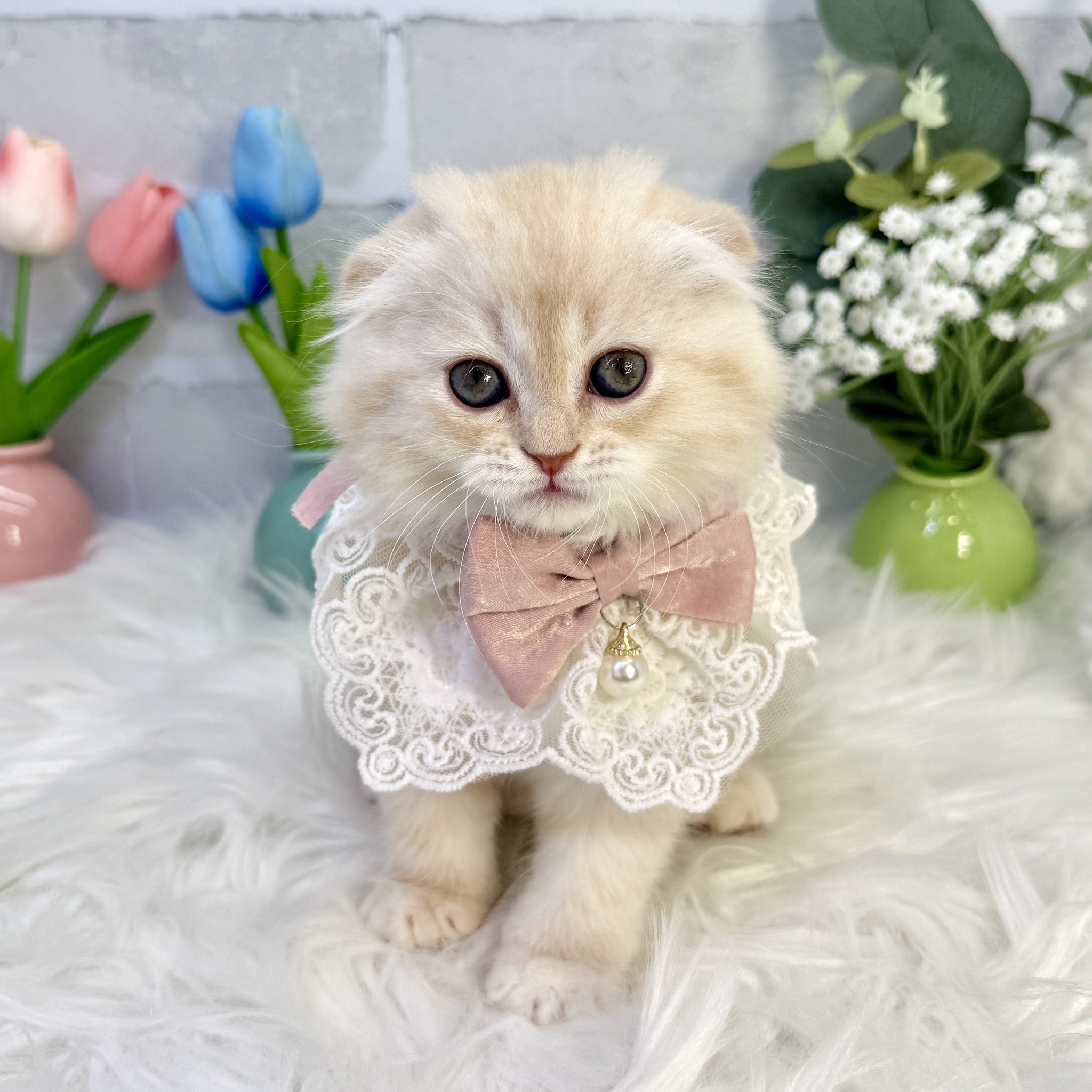 大阪府のスコティッシュフォールド (ペッツワン高槻店/2025年7月28日生まれ/女の子/カメオタビー)の子猫