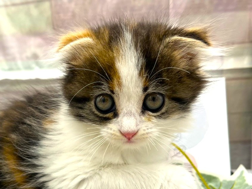 静岡県のスコティッシュフォールド (ペッツワン掛川店/2025年12月21日生まれ/女の子/キャリコ)の子猫