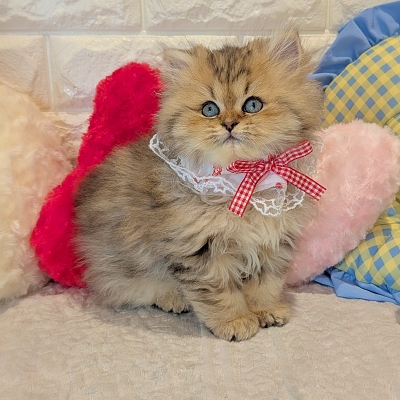京都府のペルシャ (ペッツワン亀岡店/2025年12月13日生まれ/女の子/チンチラゴールデン)の子猫の2枚目の画像