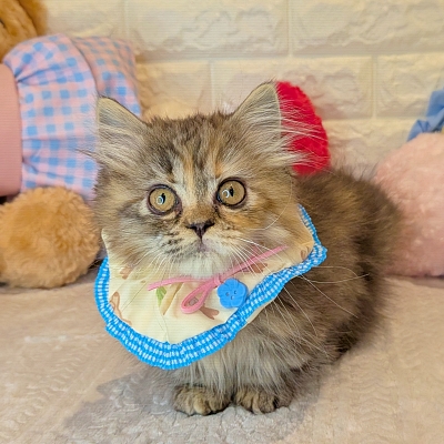 京都府のミヌエット (ペッツワン亀岡店/2025年12月13日生まれ/女の子/ブラウンパッチドタビー)の子猫の1枚目の画像