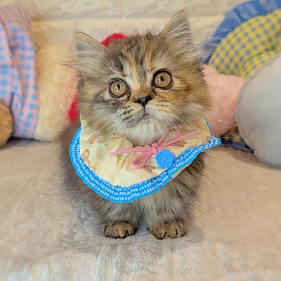 京都府のミヌエット (ペッツワン亀岡店/2025年12月13日生まれ/女の子/ブラウンパッチドタビー)の子猫の3枚目の画像