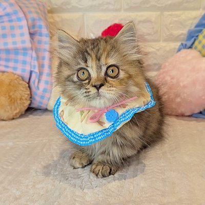 京都府のミヌエット (ペッツワン亀岡店/2025年12月13日生まれ/女の子/ブラウンパッチドタビー)の子猫の2枚目の画像