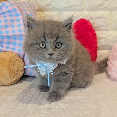 京都府のマンチカン (ペッツワン亀岡店/2025年12月18日生まれ/男の子/ブルー)の子猫の2枚目の画像