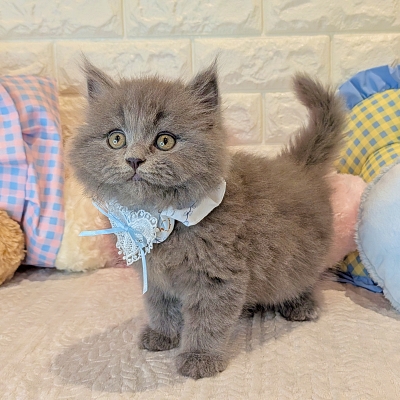 京都府のマンチカン (ペッツワン亀岡店/2025年12月18日生まれ/男の子/ブルー)の子猫の3枚目の画像