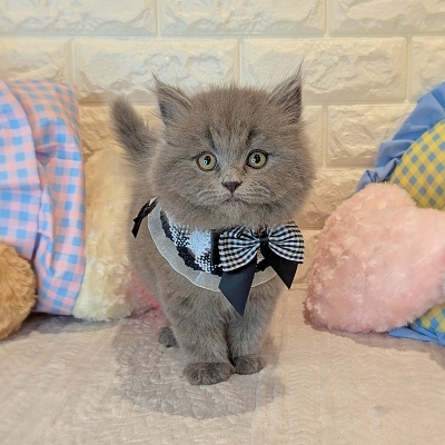 京都府のマンチカン (ペッツワン亀岡店/2025年12月18日生まれ/男の子/ブルー)の子猫の1枚目の画像