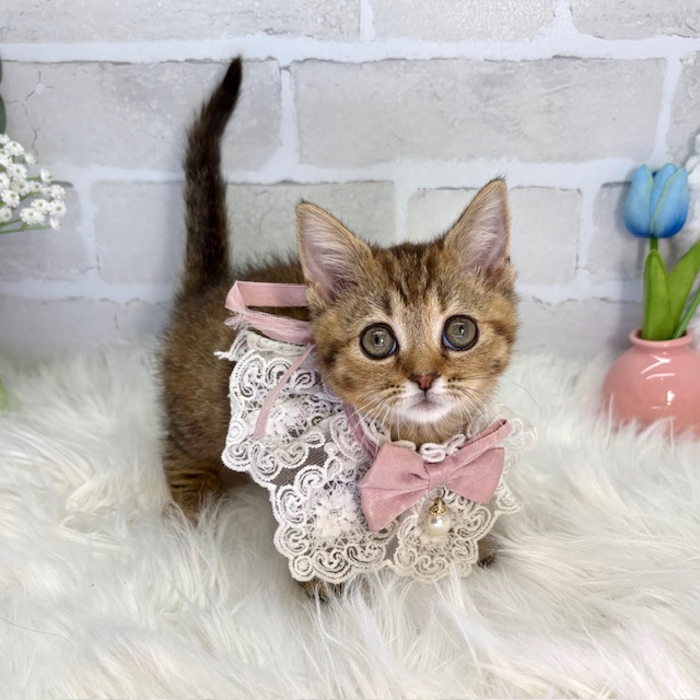 大阪府のマンチカン (ペッツワン高槻店/2025年12月16日生まれ/女の子/ブラウンパッチドタビー)の子猫の3枚目の画像