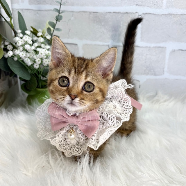 大阪府のマンチカン (ペッツワン高槻店/2025年12月16日生まれ/女の子/ブラウンパッチドタビー)の子猫の2枚目の画像