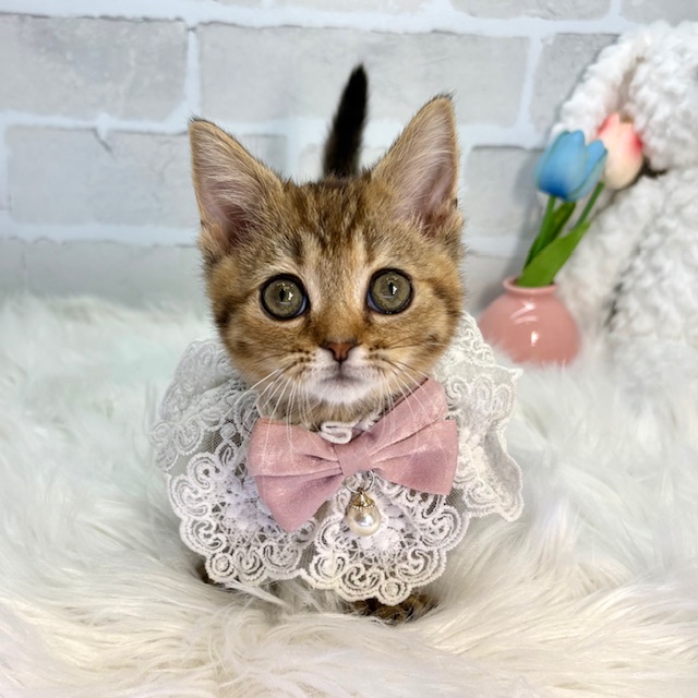 大阪府のマンチカン (ペッツワン高槻店/2025年12月16日生まれ/女の子/ブラウンパッチドタビー)の子猫の1枚目の画像