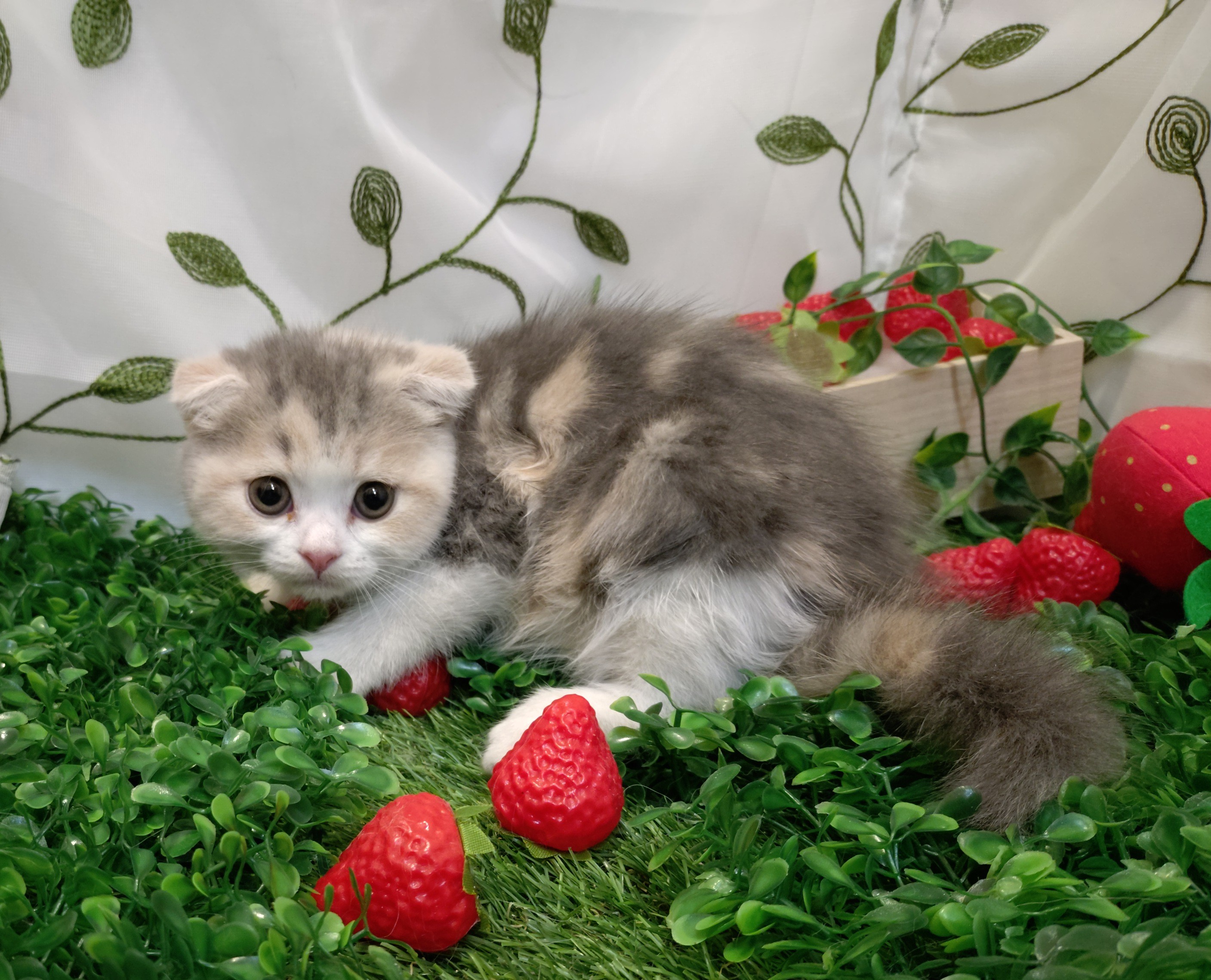 岐阜県のスコティッシュフォールド (ペッツワン関店/2025年12月28日生まれ/女の子/ブルーパッチドタビーホワイト)の子猫