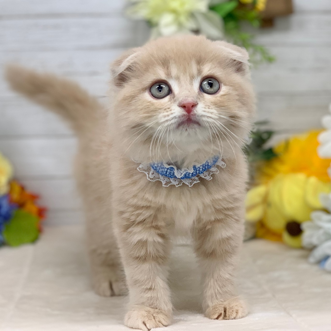 兵庫県のスコティッシュフォールド (ペッツワン神戸ひよどり台店/2025年12月24日生まれ/男の子/クリームタビー)の子猫の1枚目の画像