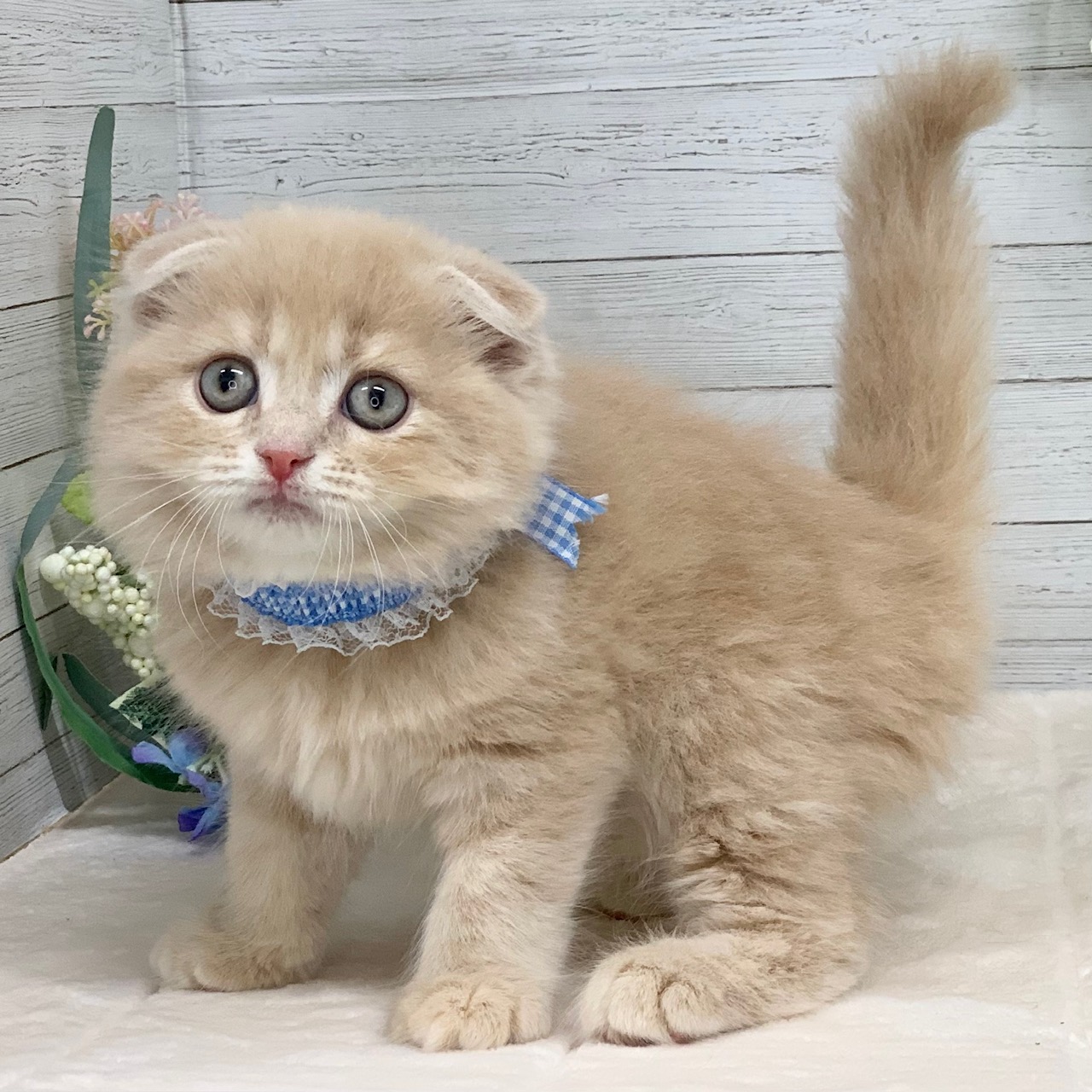 兵庫県のスコティッシュフォールド (ペッツワン神戸ひよどり台店/2025年12月24日生まれ/男の子/クリームタビー)の子猫の2枚目の画像