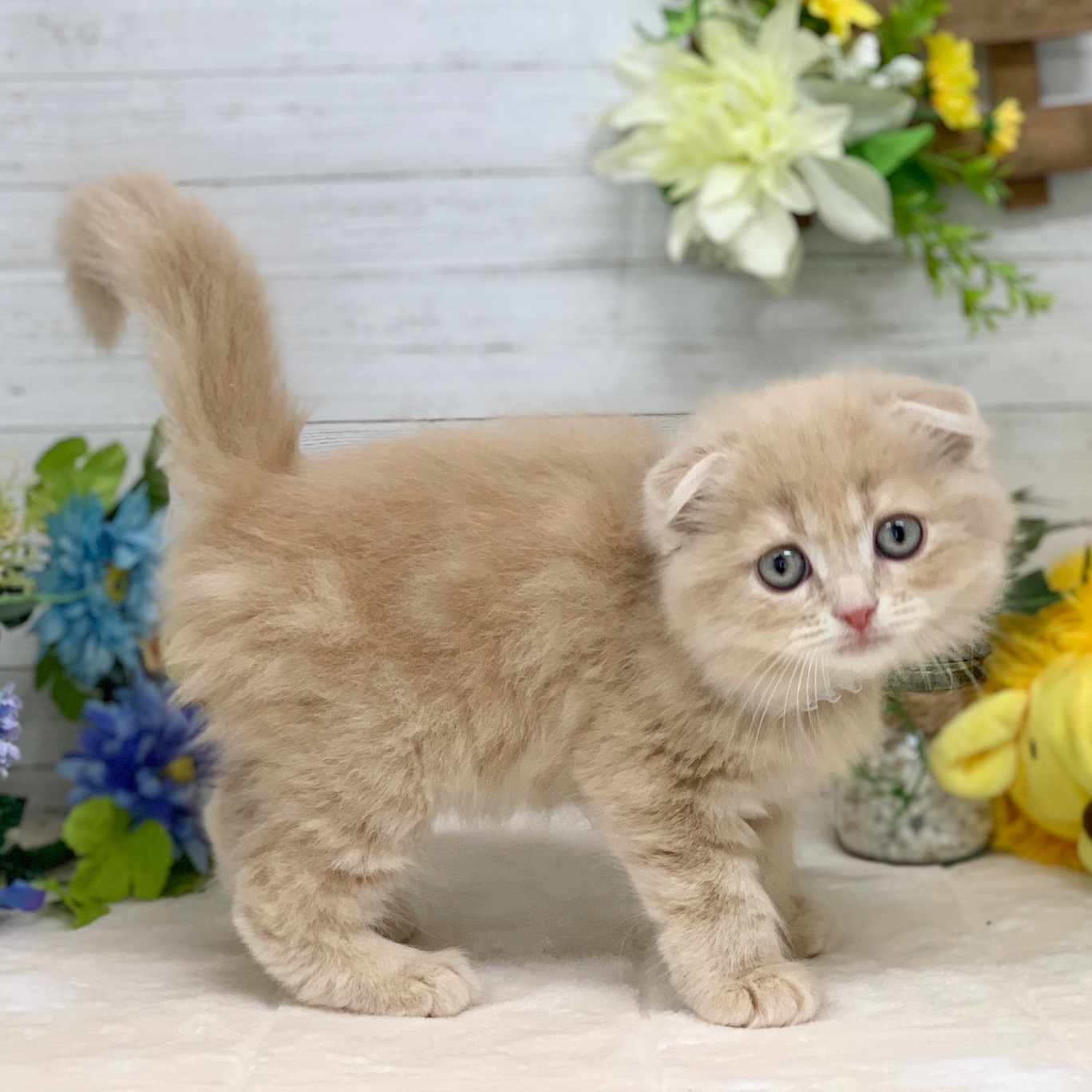 兵庫県のスコティッシュフォールド (ペッツワン神戸ひよどり台店/2025年12月24日生まれ/男の子/クリームタビー)の子猫の3枚目の画像