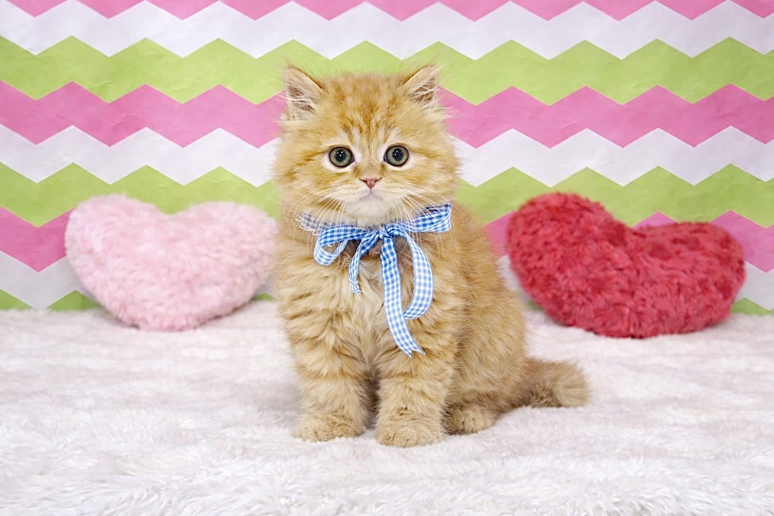 兵庫県のスコティッシュフォールド (ペッツワン神戸深江浜店/2025年12月24日生まれ/男の子/レッドタビー)の子猫