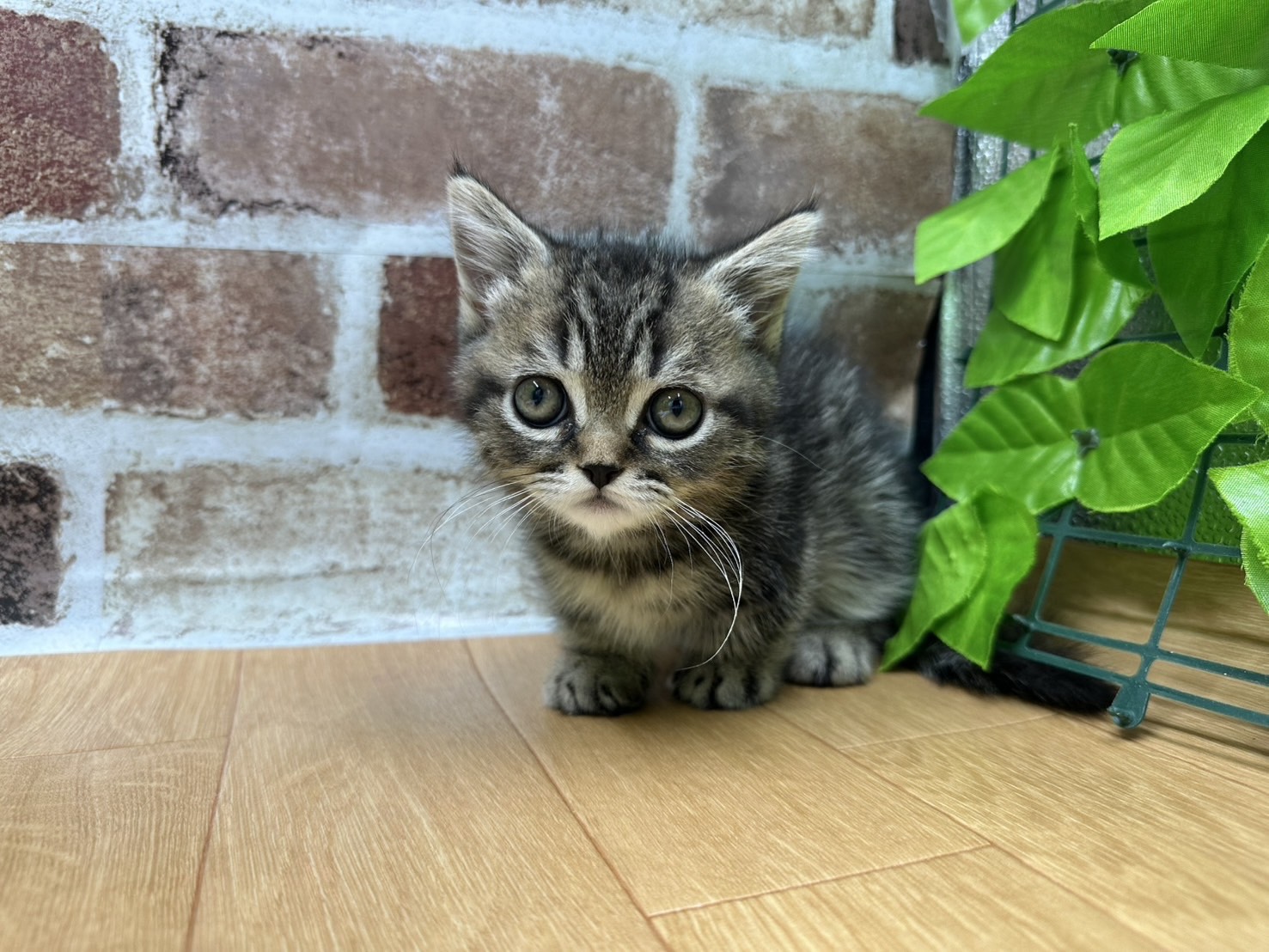 福島県のミヌエット (ペッツワン白河モール店/2025年12月20日生まれ/男の子/ブラウンタビー)の子猫