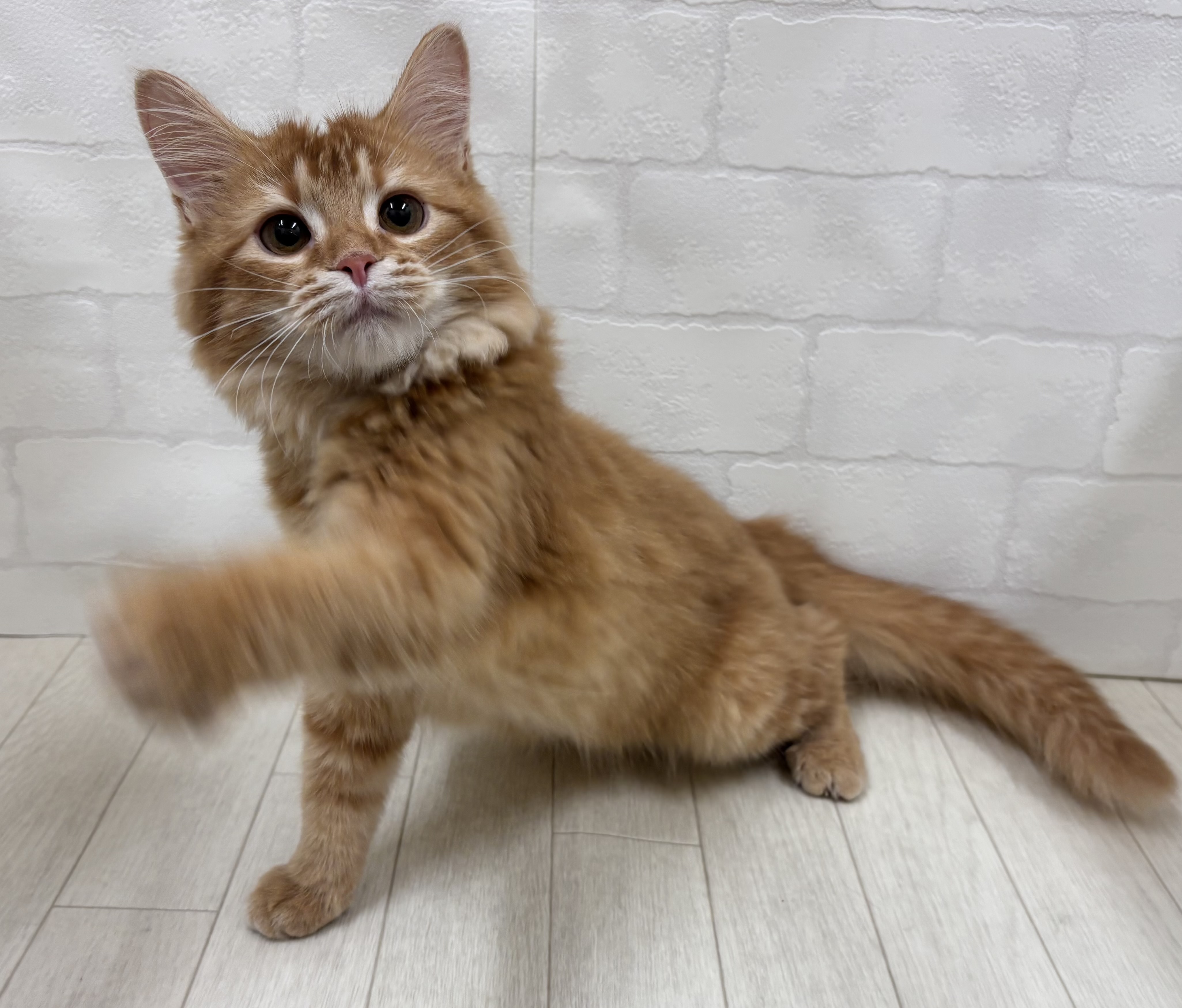 埼玉県のマンチカン (ペッツワン大利根店/2025年10月21日生まれ/女の子/レッドタビーホワイト)の子猫の2枚目の画像