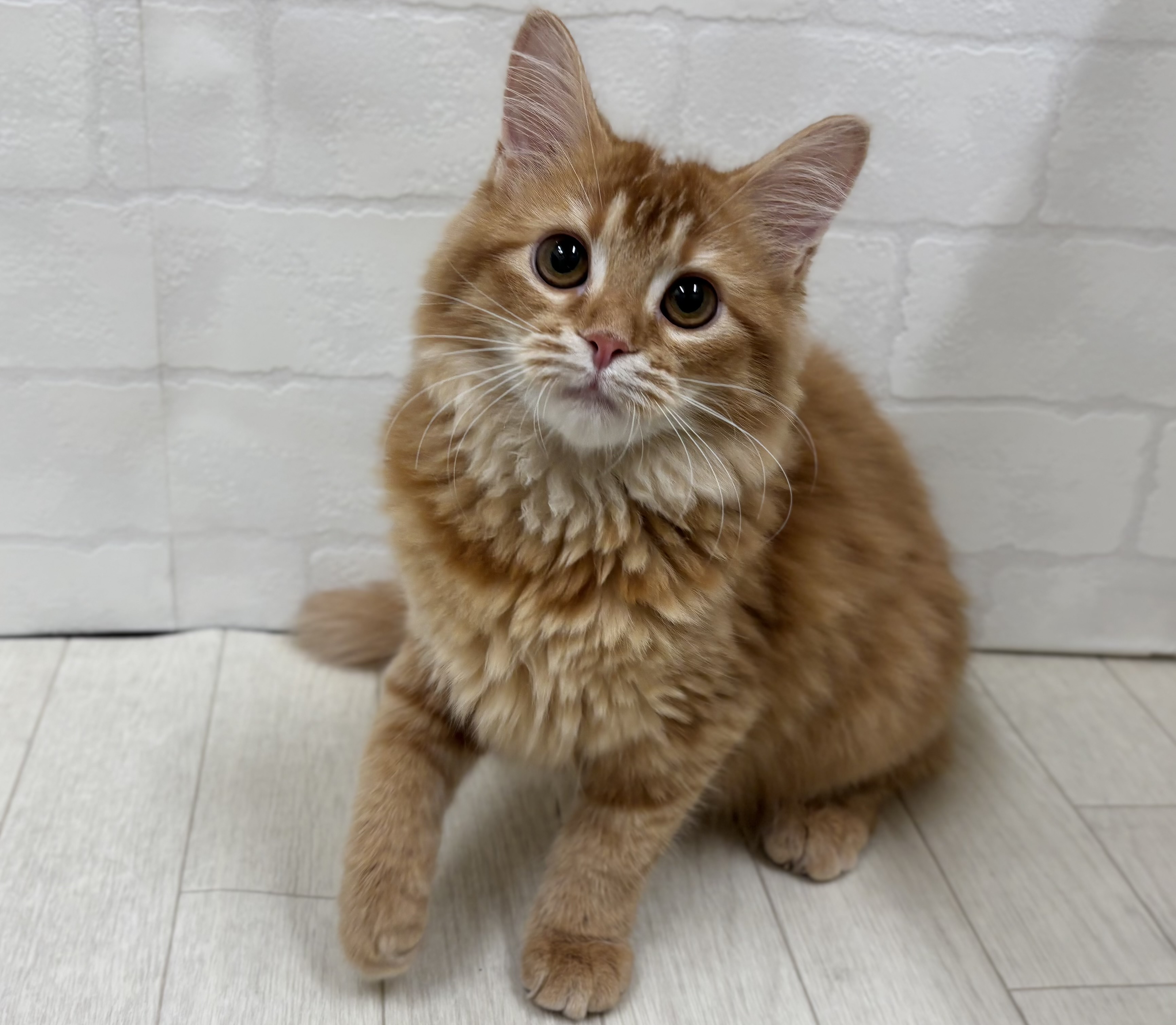 埼玉県のマンチカン (ペッツワン大利根店/2025年10月21日生まれ/女の子/レッドタビーホワイト)の子猫の1枚目の画像