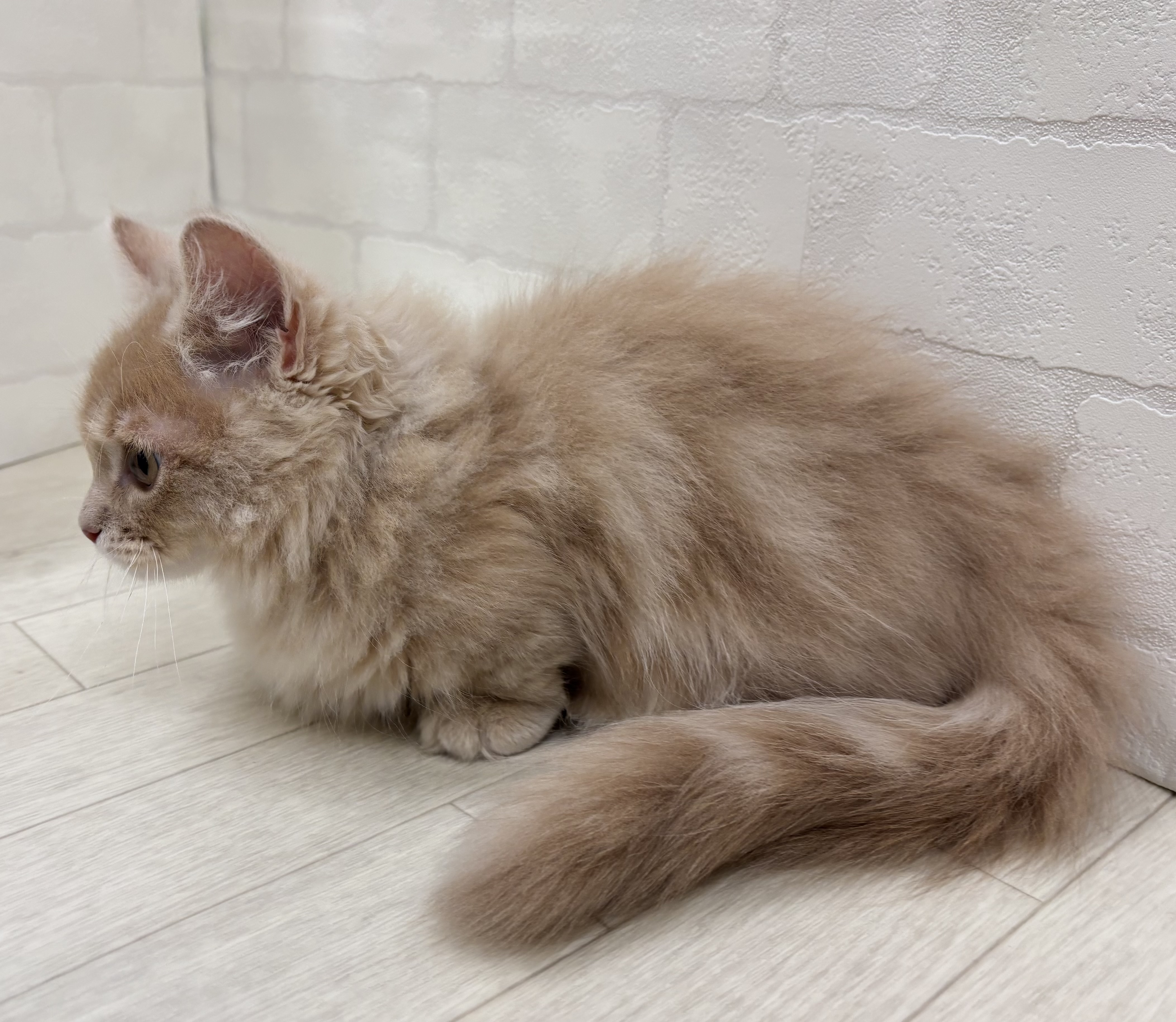 埼玉県のマンチカン (ペッツワン大利根店/2025年11月7日生まれ/男の子/クリーム)の子猫の3枚目の画像