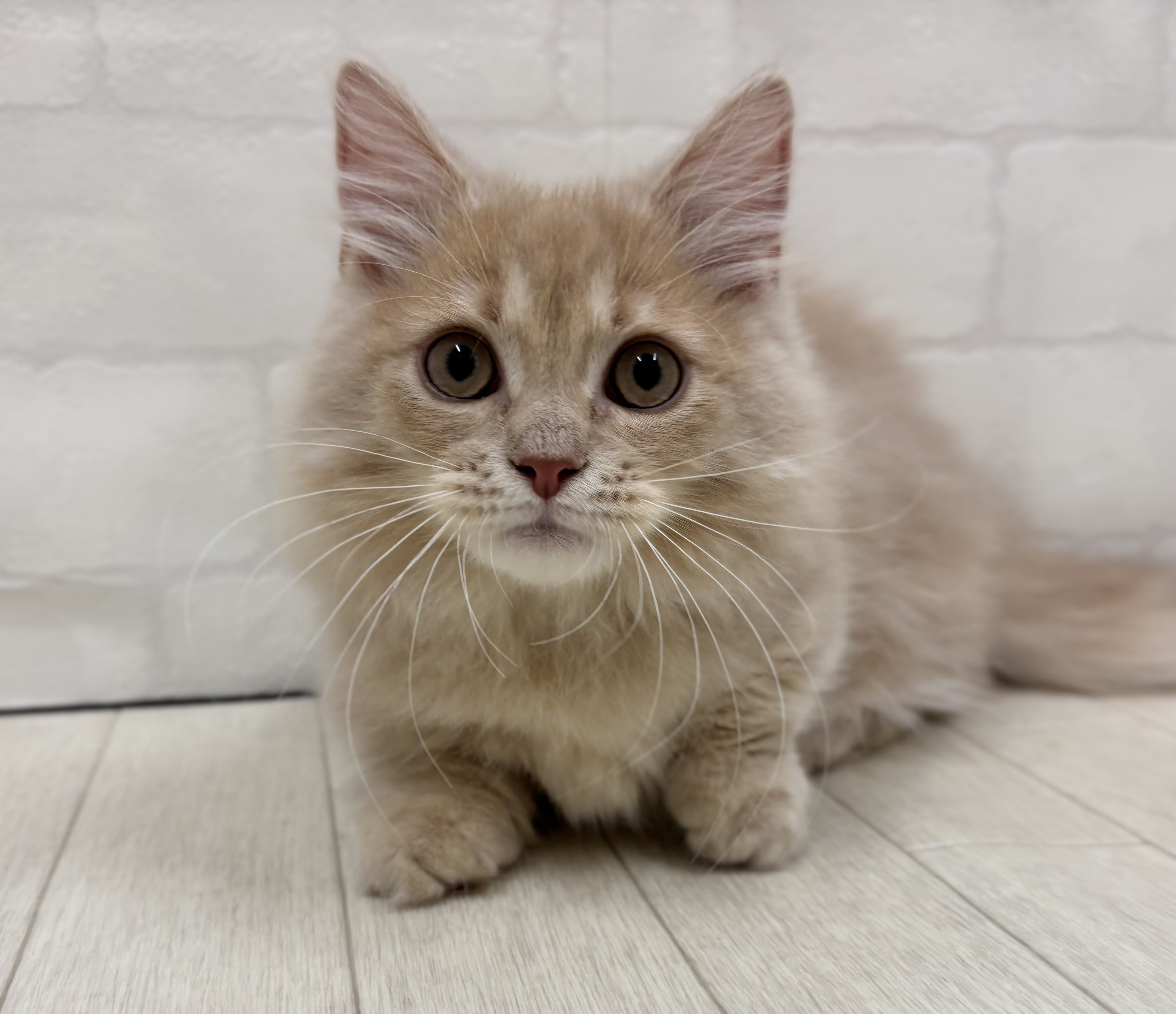 埼玉県のマンチカン (ペッツワン大利根店/2025年11月7日生まれ/男の子/クリーム)の子猫の1枚目の画像