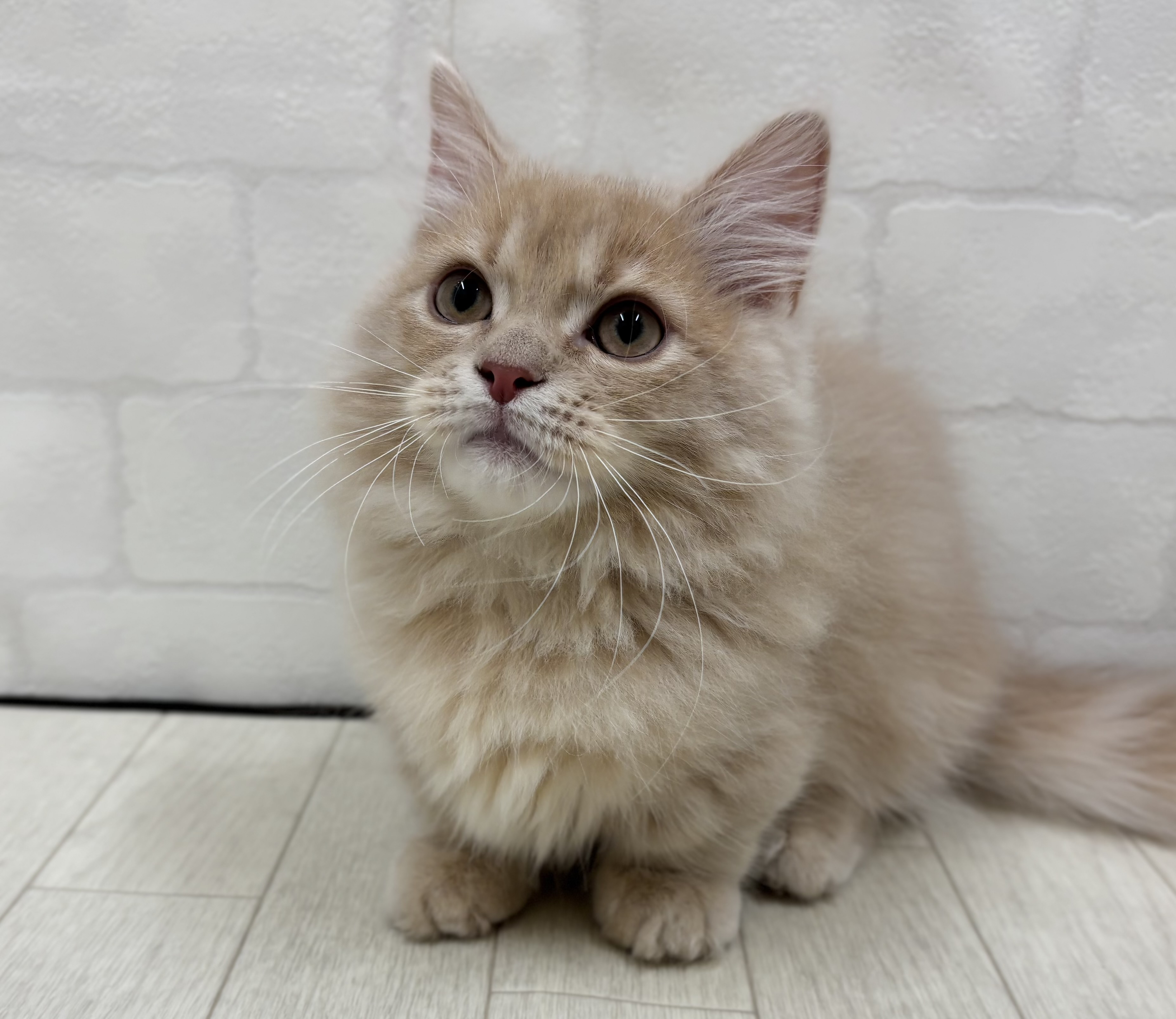 埼玉県のマンチカン (ペッツワン大利根店/2025年11月7日生まれ/男の子/クリーム)の子猫の2枚目の画像