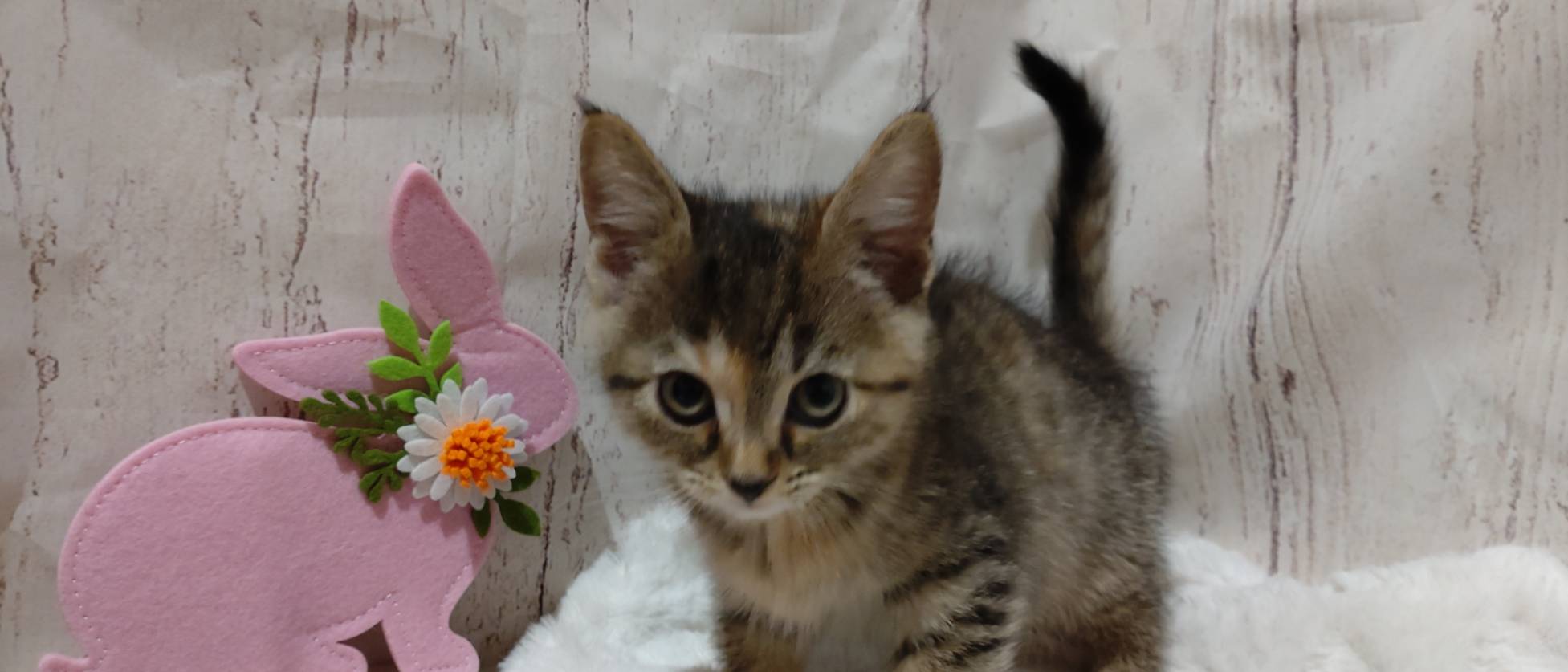 埼玉県のマンチカン (ペッツワン羽生店/2025年12月24日生まれ/女の子/ブラウンパッチドタビー)の子猫