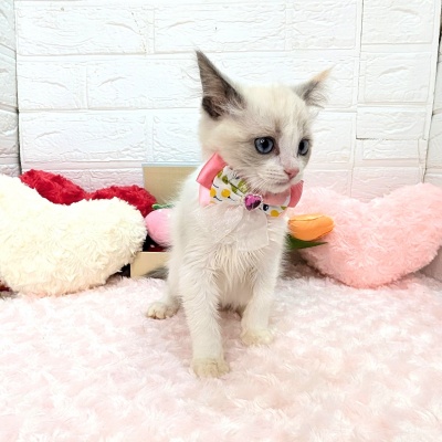 大阪府のラグドール (ペッツワン東大阪店/2025年12月5日生まれ/女の子/ブルークリームポイントバイカラー)の子猫の2枚目の画像