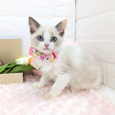 大阪府のラグドール (ペッツワン東大阪店/2025年12月5日生まれ/女の子/ブルークリームポイントバイカラー)の子猫の1枚目の画像